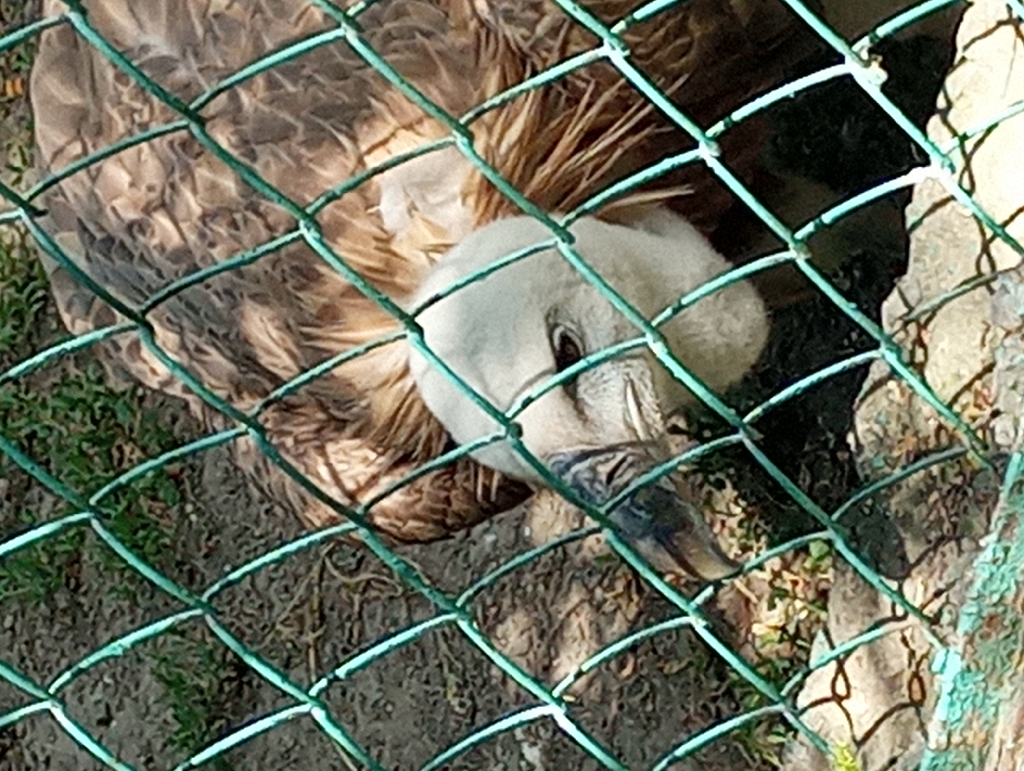 A close-up, eye-level shot shows a griffon vulture behind a green chain-link fence. The vulture is positioned in the lower right quadrant of the frame, with its head turned towards the viewer. Its pale head is dominant, with a dark eye visible on the left side. The bird's beak is visible, pointing downwards. Feathery brown plumage covers its body, which extends out of frame. The background consists of dirt, small rocks, and patches of grass. The image appears to be taken in a zoo or wildlife enclosure, potentially in the city of Almaty, Kazakhstan.
