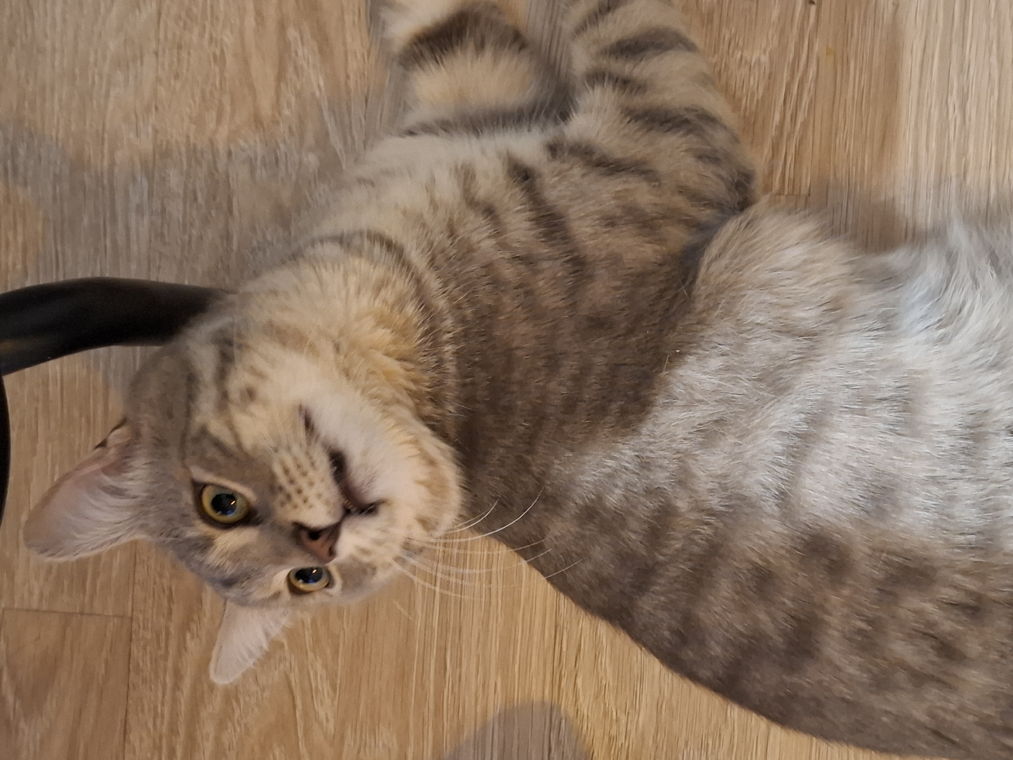 A tabby cat lies on a wooden floor, looking upwards with wide eyes and its mouth slightly open. The cat has gray and brown stripes and a light-colored belly. A dark, curved object, possibly a chair leg, is visible in the upper right portion of the frame. The floorboards are oriented horizontally. The image was taken in Zemun Urban Municipality, Serbia.