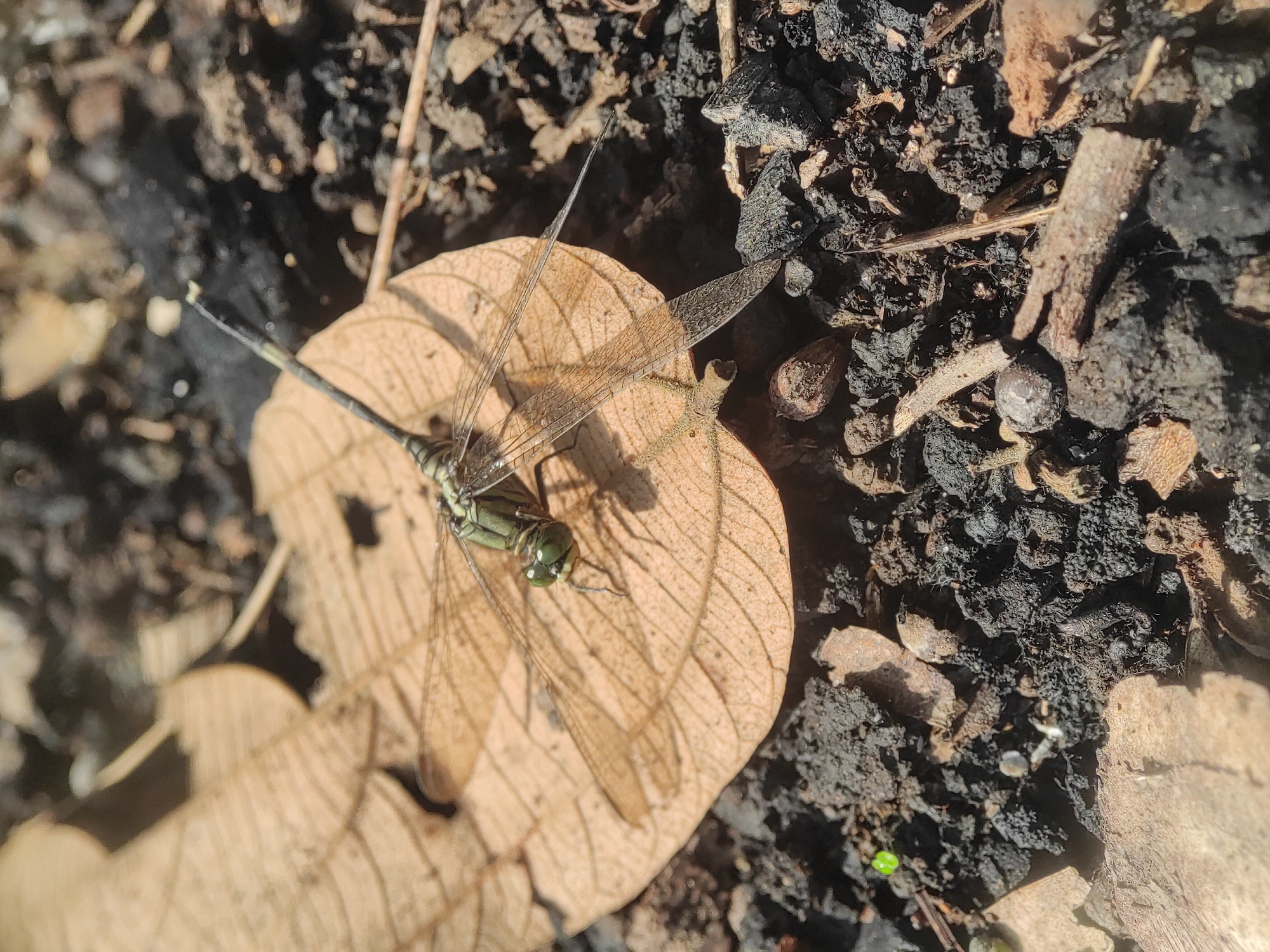 A dragonfly rests on a dried leaf amidst dark soil, twigs, and organic debris. The dragonfly has a green body, transparent wings with visible veins, and a long, segmented tail. The background consists of a mix of dark soil and small pieces of wood. The setting appears to be outdoors, possibly a garden or woodland area. Given the context of Lhokseumawe, Indonesia, it suggests a tropical environment.