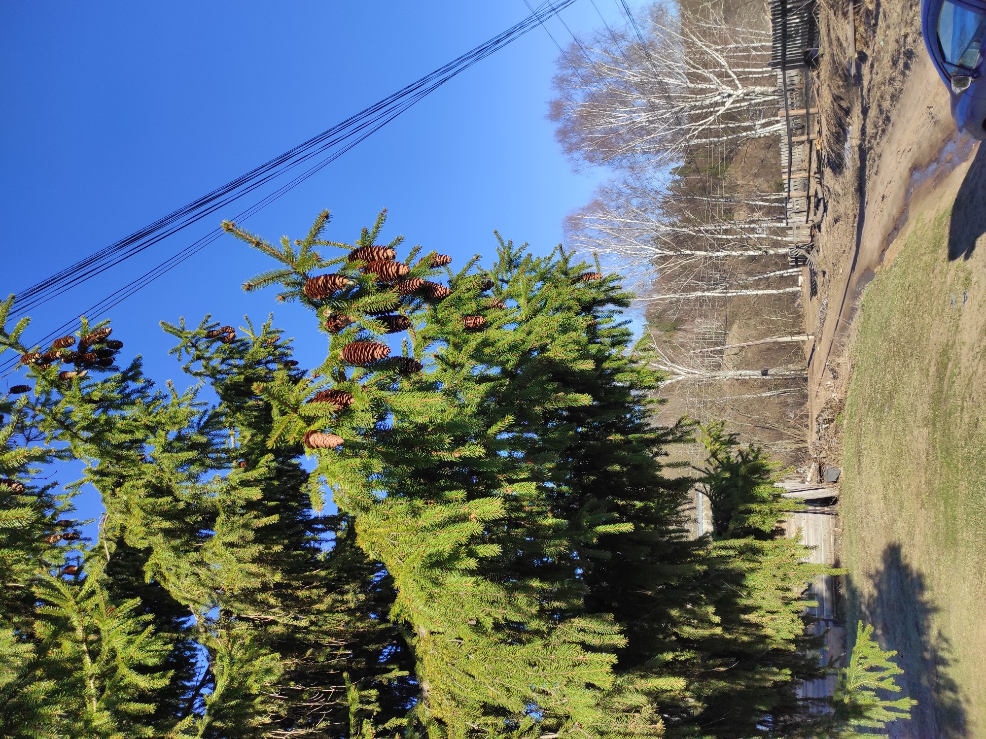 The image depicts a scene in Ольховка, Russia, featuring a clear blue sky above a landscape with prominent trees. The primary focus is on several lush, green spruce trees laden with numerous brown pinecones. Overhead, a series of black power lines stretch across the sky. In the background, deciduous trees with bare, white branches stand adjacent to a slightly elevated grassy area and a dirt path. A partial view of a car's body is visible on the right edge of the frame. A dilapidated wooden fence is also visible behind the spruce trees.