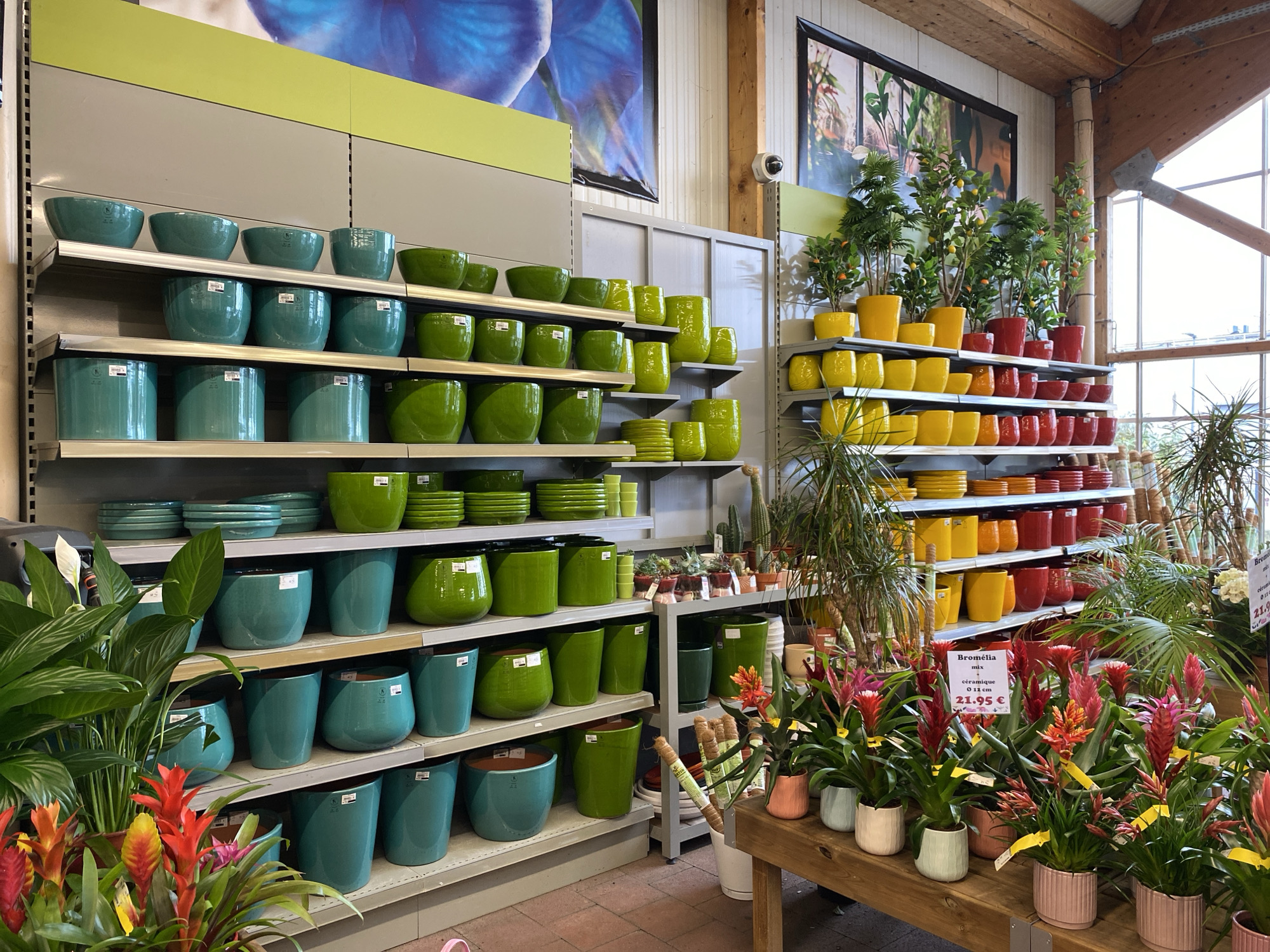 This media file depicts the interior of a retail garden center or home decor store, showcasing a vibrant display of plant pots and various plants. The setting features tall ceilings with exposed wooden beams, and a large window on the right side provides ample natural light, indicating daytime. The floor is covered with reddish-brown brick or large tile pavers.
The primary focus is on extensive shelving units filled with colorful ceramic plant pots. On the left, pots are displayed in shades of teal, turquoise, and lime green. These include various shapes like bowls, cylindrical pots, and rounded planters, many with matching saucers. As the display extends to the right, the pots transition through bright lime green to vivid yellow, orange, and red. These are arranged neatly on grey metal shelves.
Among the pots, a variety of live plants are presented for sale. Bromeliads with striking red, pink, and orange blooms are prominently displayed on a wooden table in the foreground on the right. Other plants include leafy peace lilies, smaller potted succulents and cacti, and taller green foliage plants, some with artificial lemons or oranges. A security camera is mounted high on a wall to the right.
Visible text includes product information on a white sign on the wooden table, which reads: "Bromélia mix," "céramique," "Ø 11 cm," and "21.95 €." Smaller white labels are affixed to individual pots throughout the displays, likely indicating prices or product codes. The overall atmosphere is bright and inviting, filled with color and life, typical of a plant and home goods store in Thiers, France.