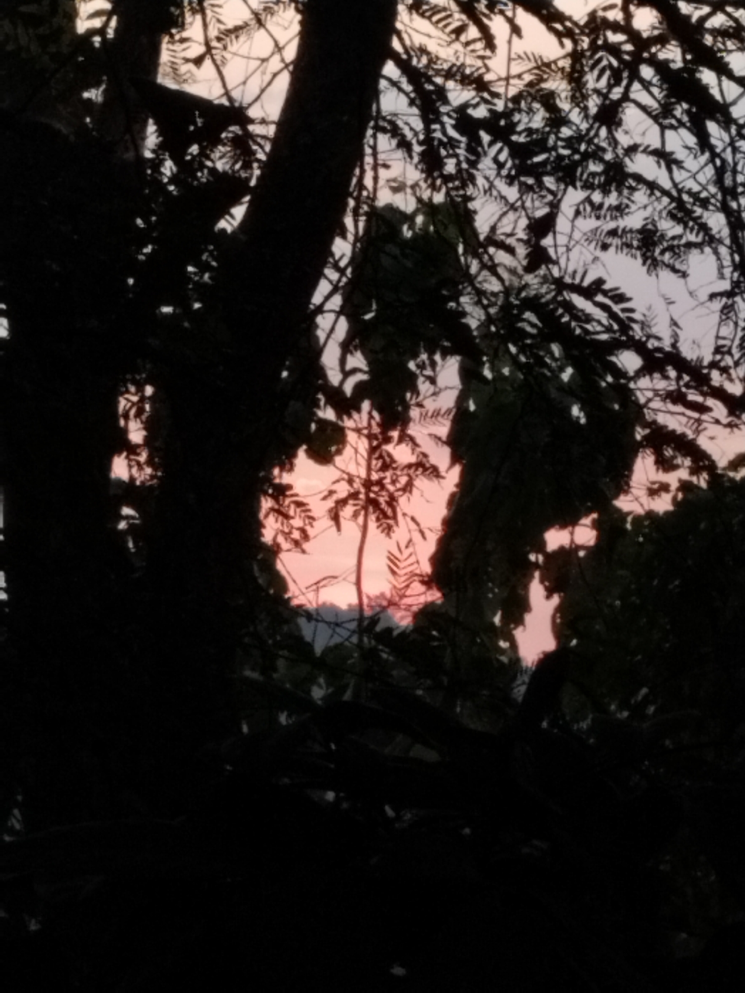 The image depicts a silhouette of trees against a dusky sky. The trees are dark and heavily branched, obscuring much of the background. Through the gaps in the foliage, a pale pink and lavender sky is visible, suggesting either sunrise or sunset. In the distance, a faint, darker outline of hills or mountains can be discerned against the lighter sky. The overall impression is one of natural scenery, possibly a park or a wooded area on the outskirts of a city. There are no people or discernible objects in the foreground or background. The lighting is dim, with the sky being the only source of significant light.