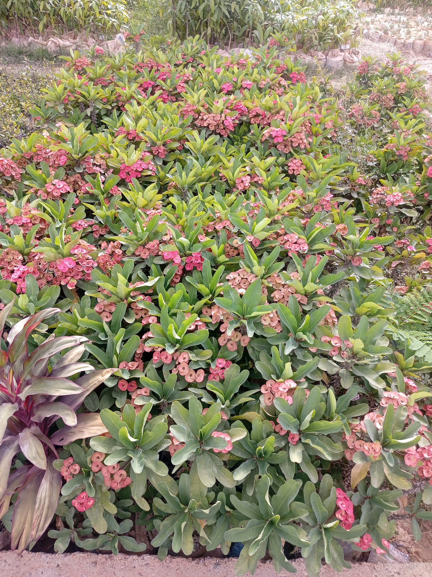The image depicts a garden bed in Unguwan Dosa, Nigeria. The bed is densely planted with a variety of greenery, predominantly Euphorbia milii, commonly known as crown-of-thorns, characterized by their green leaves and clusters of small pink flowers. Some other green plants are also visible in the background. A plant with red and green leaves is in the lower left corner of the image. The plants appear to be well-maintained, suggesting a cultivated environment. The ground is visible at the very bottom and top. The lighting indicates the scene was captured during the daytime.