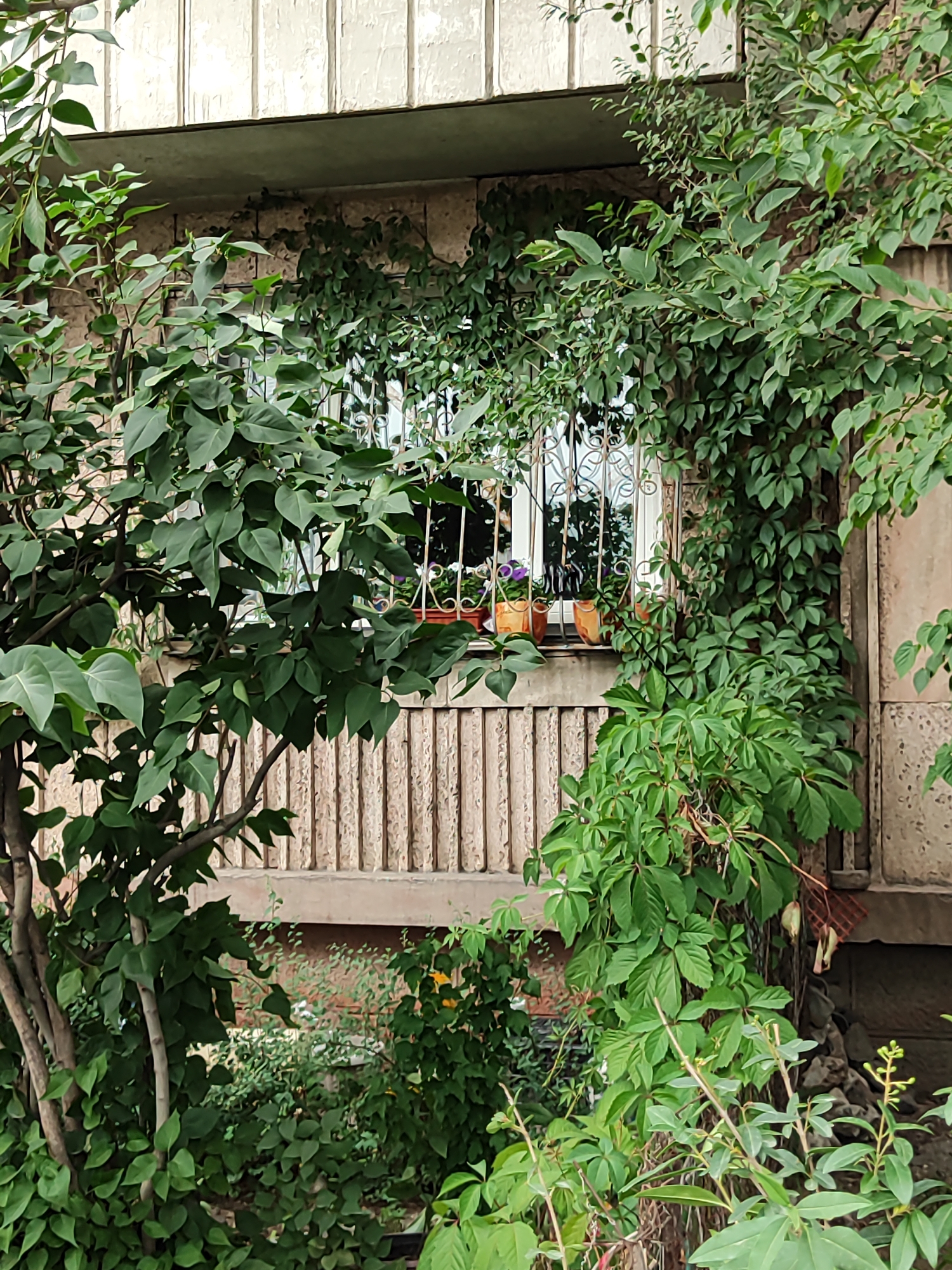 This image shows a balcony on a building in Almaty, Kazakhstan, heavily overgrown with green foliage. The balcony has a window with decorative metal bars, and several potted plants are visible on the windowsill. The building facade appears to be made of concrete or stucco with vertical ribbed detailing. The lower part of the scene shows more dense vegetation, including leafy branches and stems, suggesting a natural, somewhat wild environment encroaching on the urban structure. The lighting suggests it is daytime, possibly overcast or with soft sunlight filtering through the leaves. There are no people or animals visible in the frame. The overall impression is one of nature reclaiming a man-made structure.