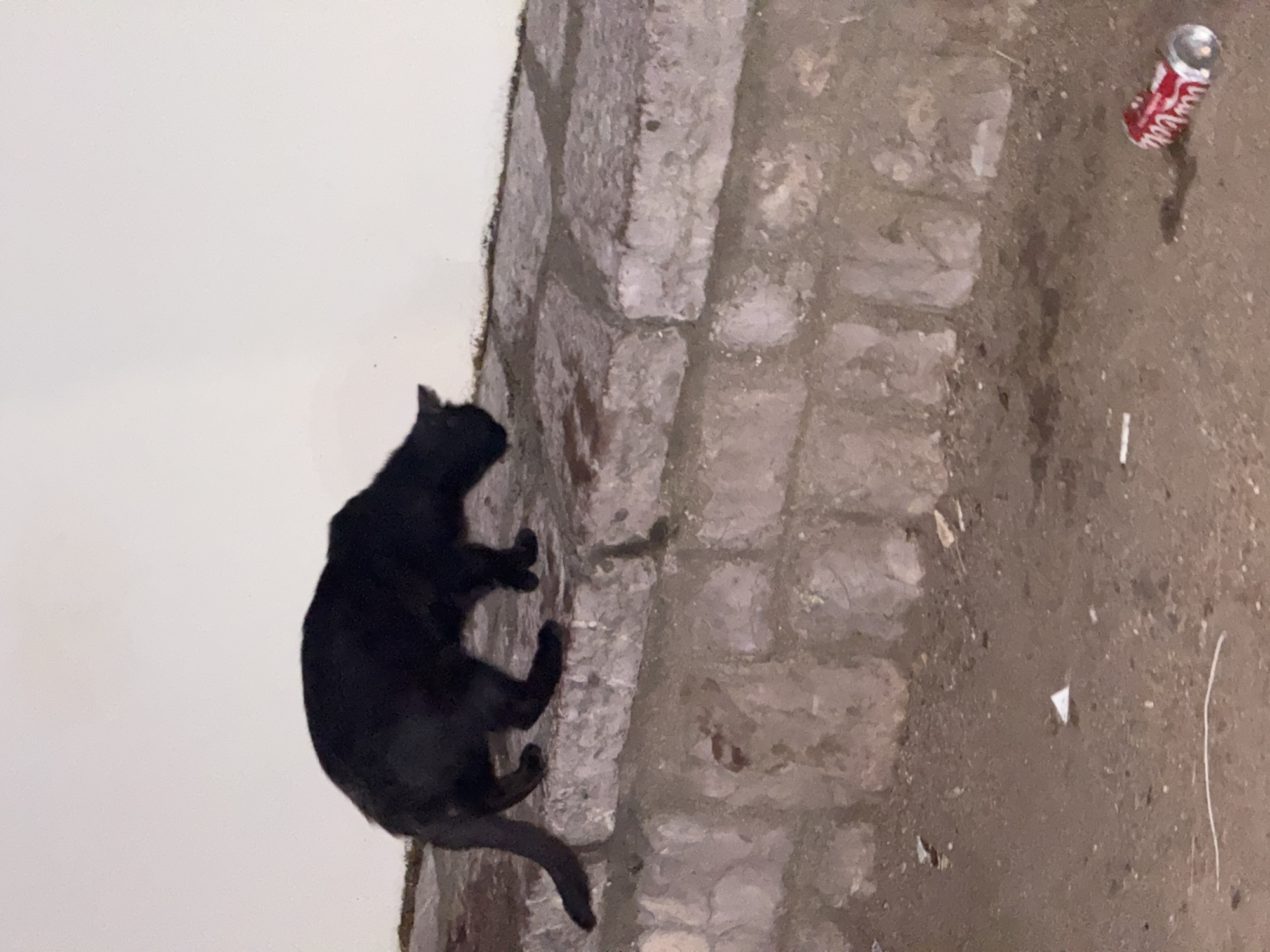 A black cat is walking on a low, stone-paved wall in Budva, Montenegro. The wall is made of rough-hewn, grey stones, with some visible mortar. The ground below the wall is dirt and debris, with a crushed red and white soda can lying on its side to the right. The background consists of a plain, off-white wall. The lighting suggests it is nighttime or a dimly lit area. The cat is captured in profile, with its head lowered as if investigating something on the wall or ground.