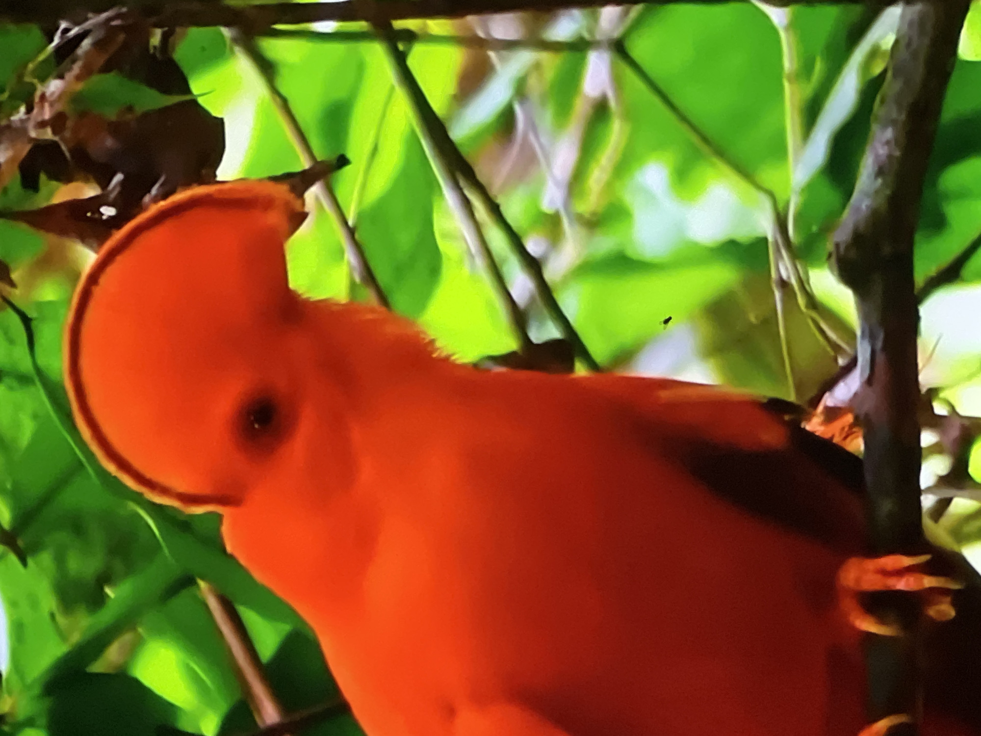 A bright orange bird with a distinctive red crest sits on a dark brown branch. The bird's eye is visible as a small dark spot. The background consists of out-of-focus green leaves and branches. There is no indication of Casablanca, Morocco, in the image.