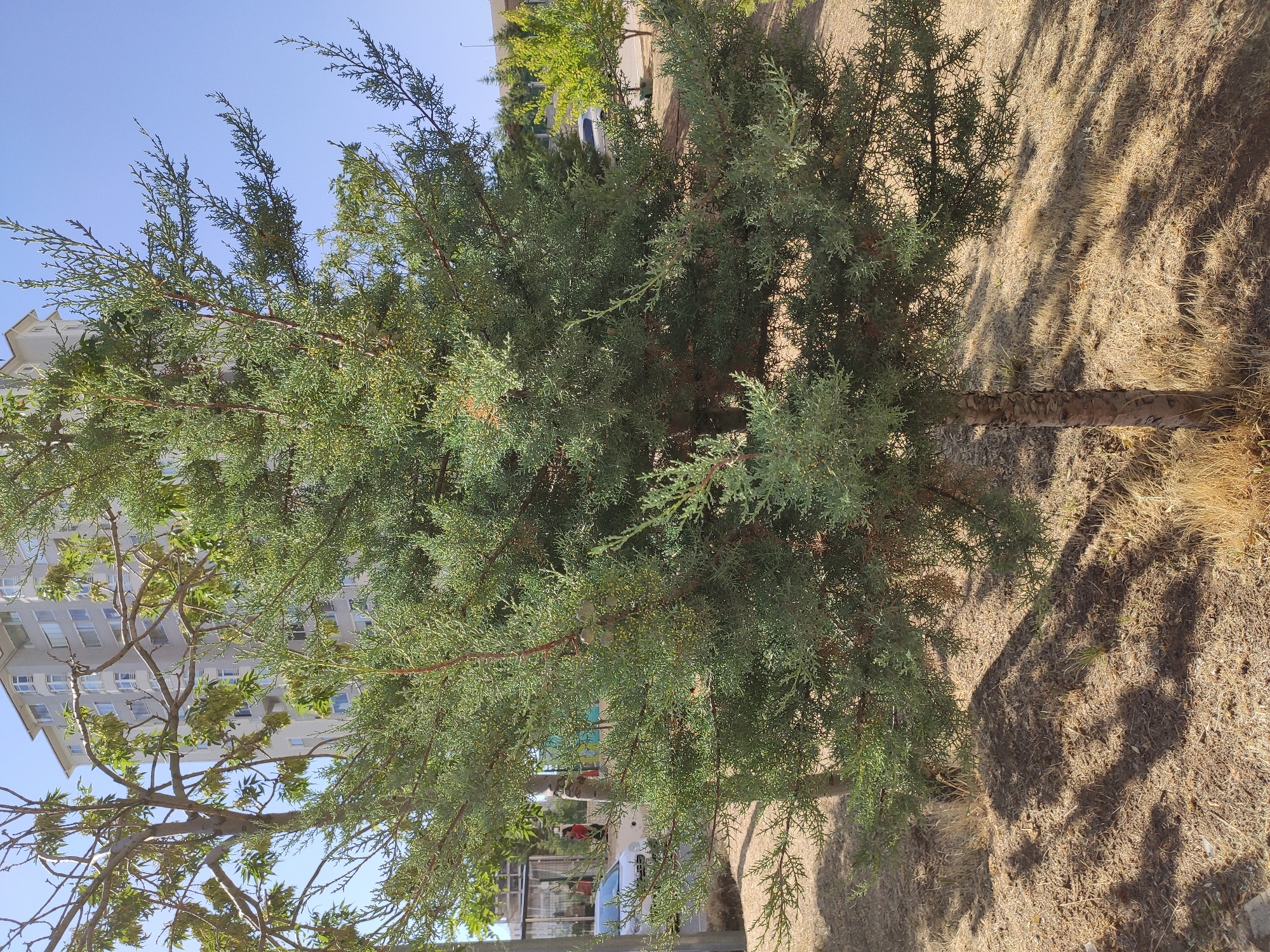 In Etimesgut, Turkey, a young evergreen tree with feathery, green foliage stands prominently in the foreground. The tree has a textured, light brown trunk and is situated on dry, brown ground covered with sparse grass and fallen leaves. Sunlight casts distinct shadows from the tree branches onto the ground. In the background, a multi-story residential building with a light-colored facade and numerous windows is visible, partially obscured by the branches of another tree. To the left of the evergreen, a white car is parked, and a person wearing a red shirt is walking near a bus stop or shelter. The sky is clear and blue.