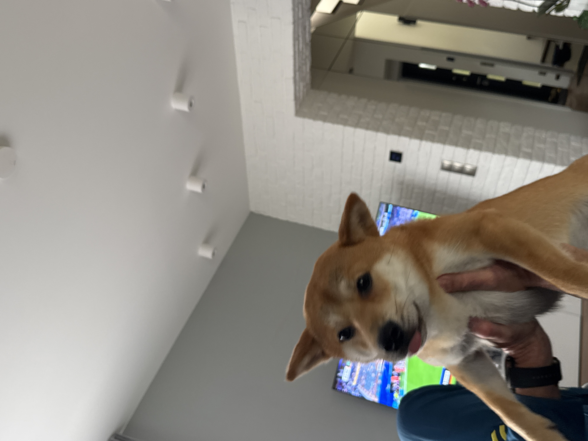 An overhead shot captures a Shiba Inu puppy being held by a person. The puppy's tongue is visible, and its eyes are focused on the camera. In the background, a television displays a soccer game, and a white brick wall lines one side of the room. The room appears to be a living area with recessed lighting on the ceiling. The person holding the dog is wearing a blue tracksuit. The overall scene suggests a casual indoor setting, possibly a home in Carnikava, Latvia, given the provided context of the city.