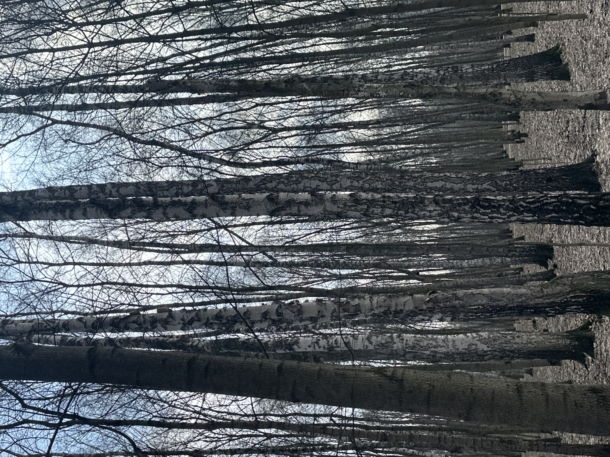 The image shows a dense forest of birch trees, common in Moscow, Russia. The trees are bare, with only branches visible, suggesting it is either late autumn or winter. The trunks are predominantly white with black markings, characteristic of birch trees. The forest floor appears to be covered with leaves or debris. The trees stand in a line. The sky is visible through the branches and is a light blue.