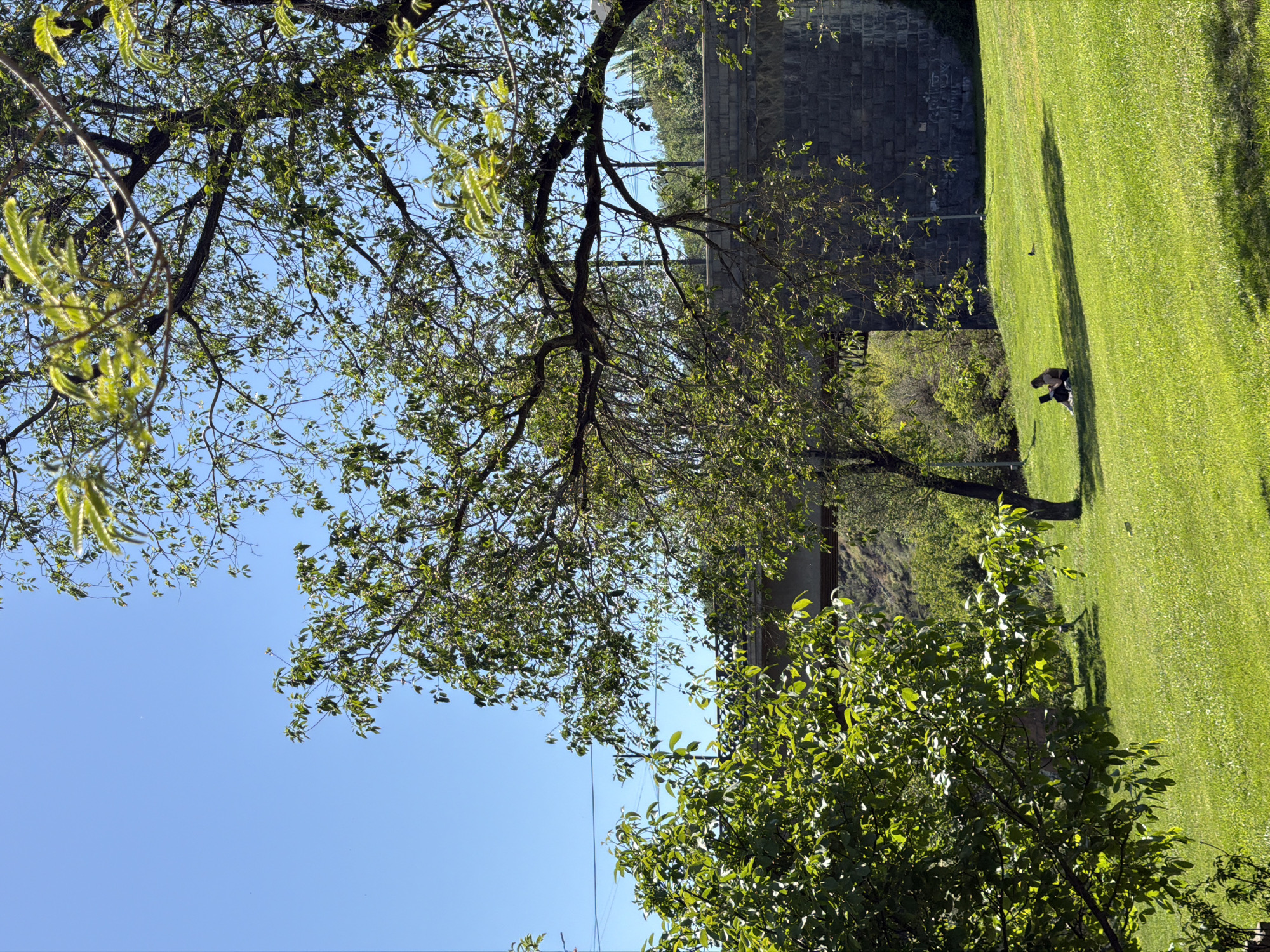 The image captures a landscape in Yerevan, Armenia. The foreground features lush greenery with trees casting shadows on a manicured lawn. A person is sitting on the grass near a tree, appearing to be engaged with a tablet. In the background, a gray stone wall suggests a structure, possibly a bridge abutment. The sky is clear and blue, providing a bright contrast to the green landscape. There is a bird sitting on the green lawn.