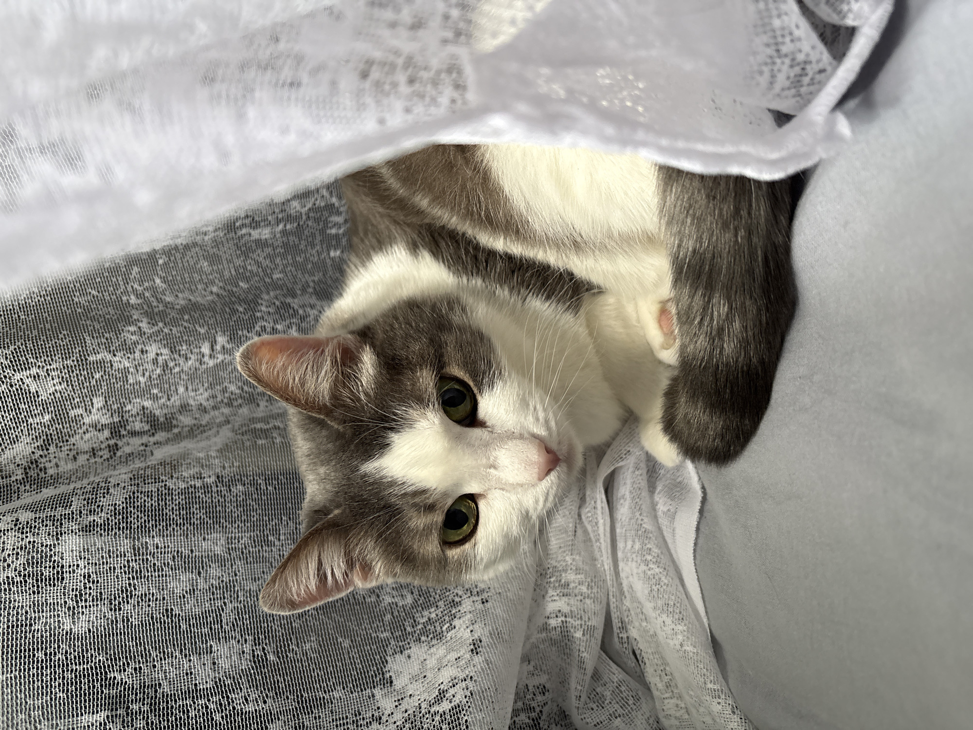 A grey and white cat with green eyes is nestled amongst sheer white curtains. The cat is curled up on a soft grey surface, with its tail wrapped around its body. The curtains are draped around the cat, creating a sense of privacy and comfort. The background features a darker, textured fabric. The lighting is soft, casting subtle shadows and highlighting the cat's fur. The scene appears to be indoors, possibly in a bedroom or living room in Ust-Ilimsk, Russia.