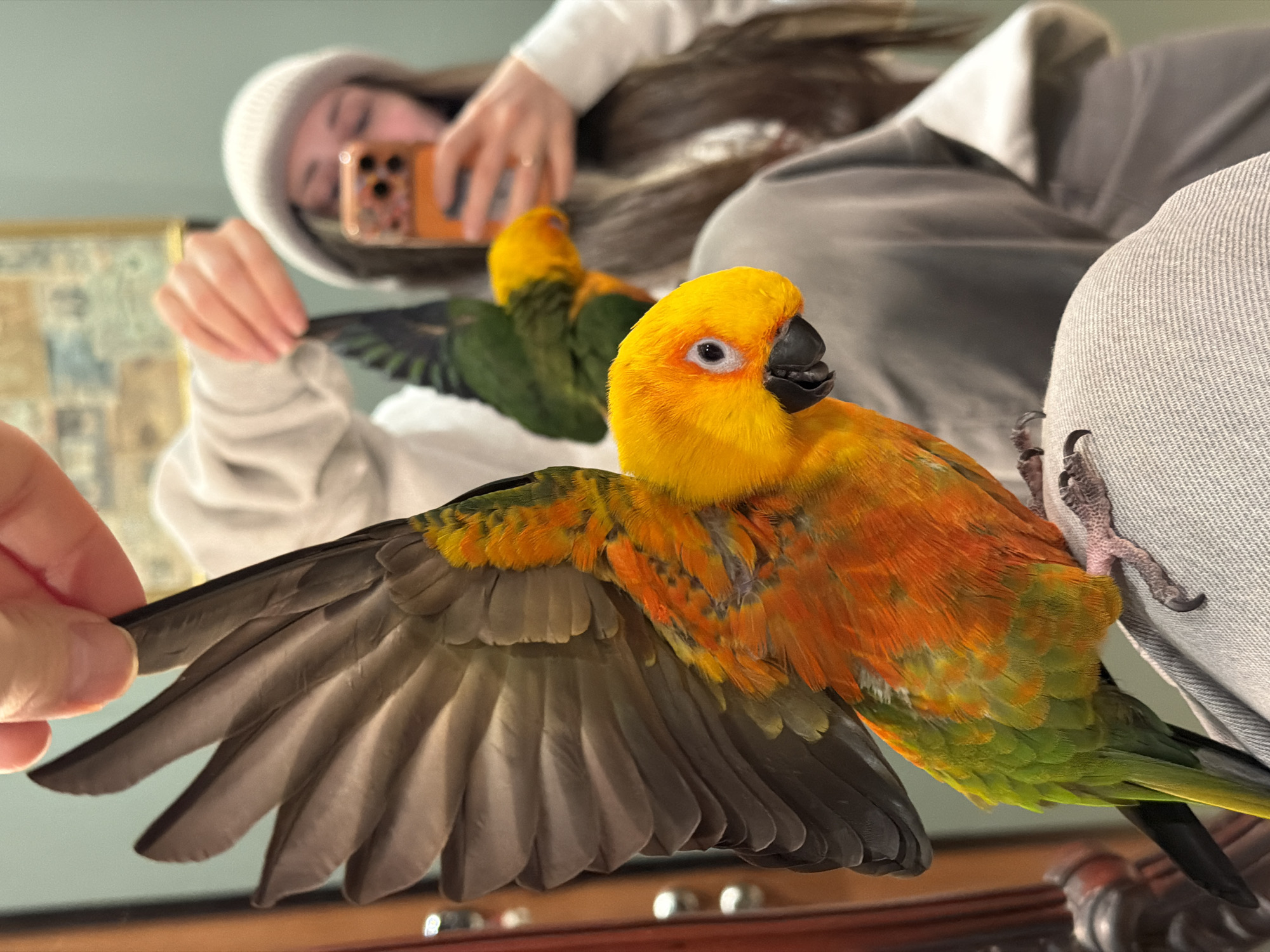 A medium-shot photograph captures a sun conure parrot perched on a person's leg, with its wing extended outward as if being examined. The bird is vibrantly colored with yellow, orange, and green plumage, and has a black beak. A hand is visible, seemingly holding the wing. In the background, another person is taking a picture with their phone, with a reflection of themselves and another sun conure parrot visible in what appears to be a mirror. The setting appears to be indoors, with furniture visible in the background. The exact location of the photo within the city of Khimki, Russia, cannot be determined from this photograph alone.