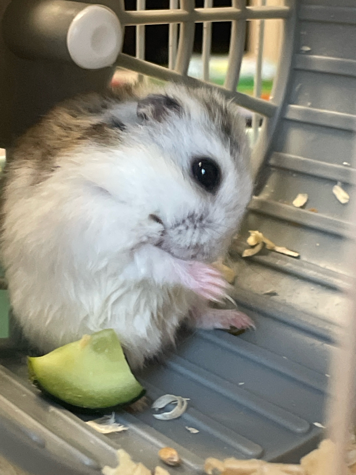 A close-up, medium shot captures a fluffy, white and grey hamster nestled inside a grey plastic hamster cage. The hamster is facing right, with its head slightly down and its tiny paws held up to its face. Its dark, beady eye is visible. To the left of the hamster, a small, green slice of cucumber rests on the cage floor. The background is blurred, showing the grey bars and plastic interior of the cage. The scene is brightly lit. There is no information in the image to suggest a location in Baranovka, Russia.