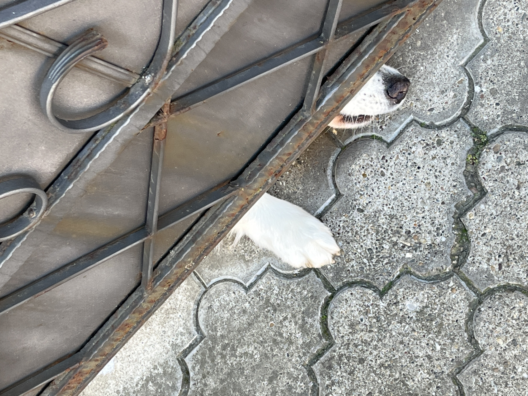 A dog has poked its nose and paw through a dark metal gate onto a concrete surface in Novi Sad, Serbia.