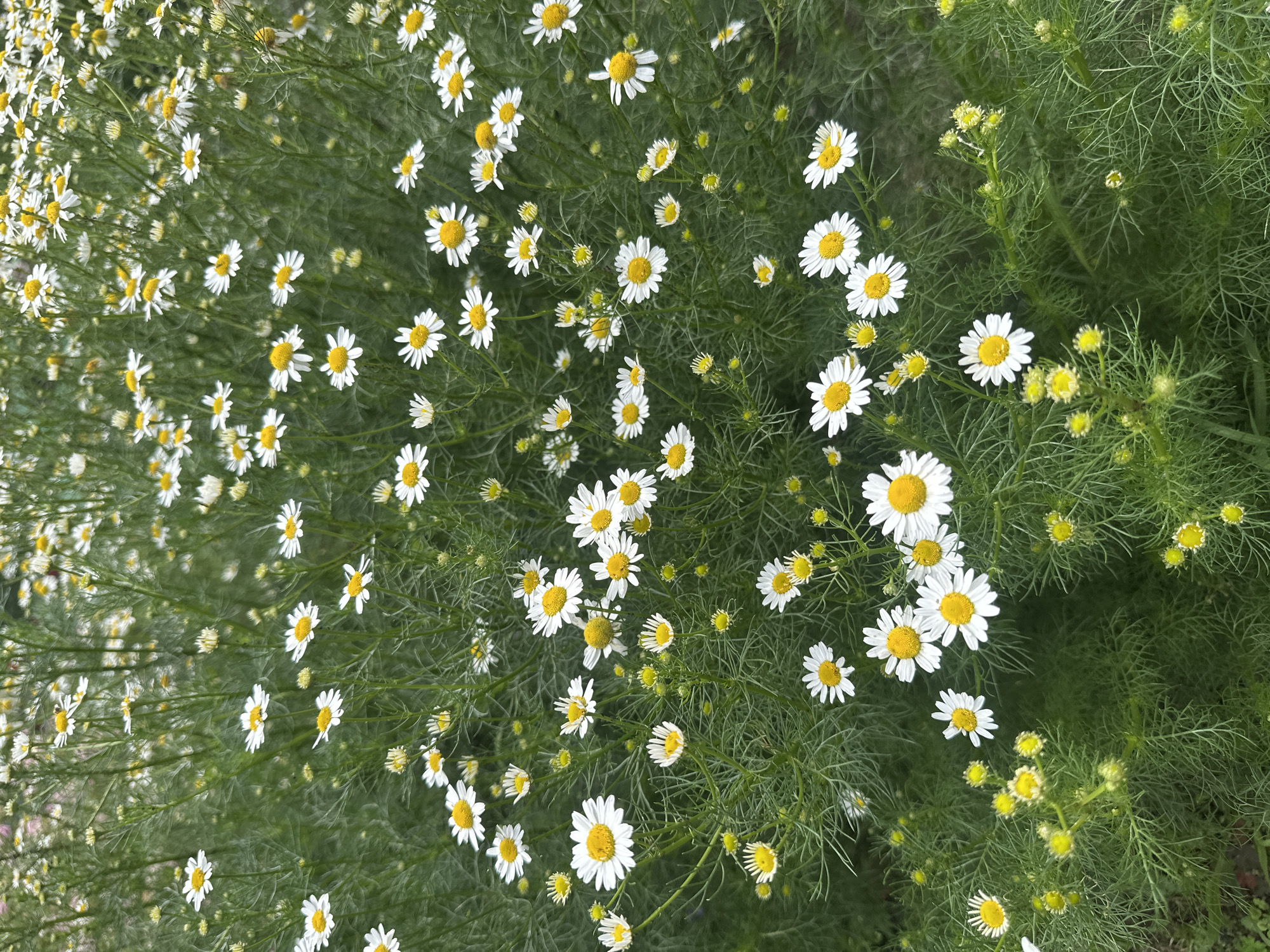 This image depicts a dense field of daisies in Novoyeniseyka, Russia. The daisies are characterized by their white petals and yellow centers. They are interspersed with fine, feathery green foliage and some unopened buds. The overall impression is one of a natural, blooming landscape, with no human presence or discernible man-made structures.