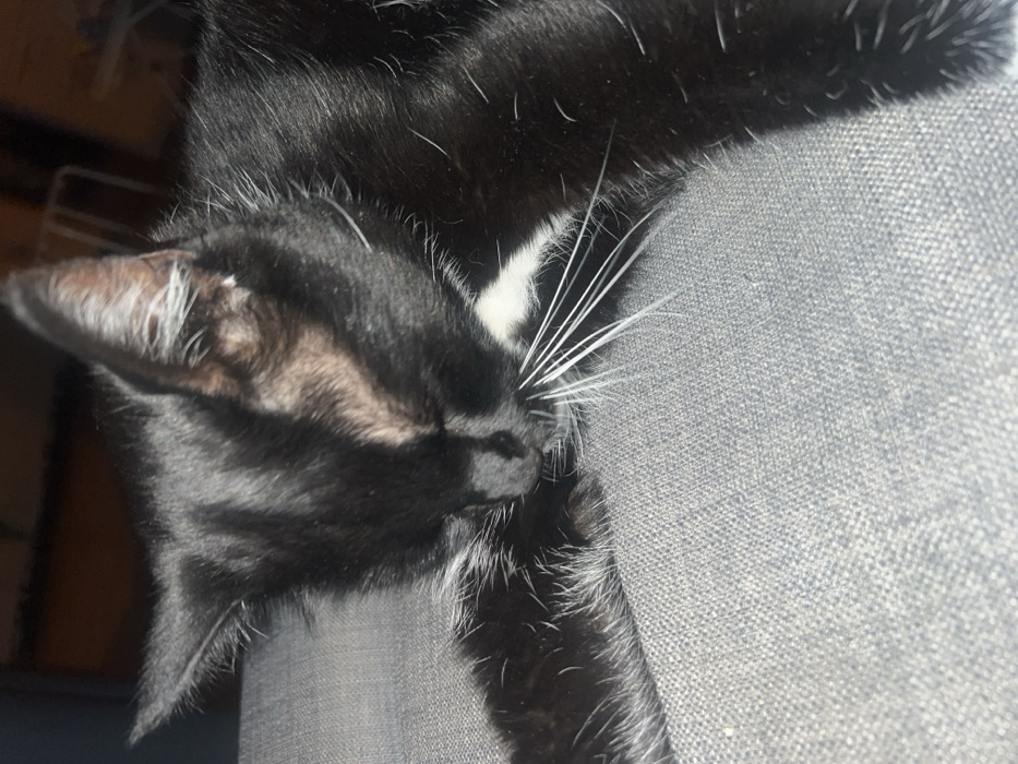 A black and white domestic cat is depicted lying on a gray, textured fabric surface, identified as a couch. The cat's body is mostly black, featuring white fur on its chest and white whiskers emanating from its muzzle. Its eyes are closed, and its head is resting down, with its front paws positioned near its face. The cat appears to be sleeping or resting. The background is dimly lit and out of focus, suggesting an indoor setting. This scene is located in the city of Unknown, Unknown.