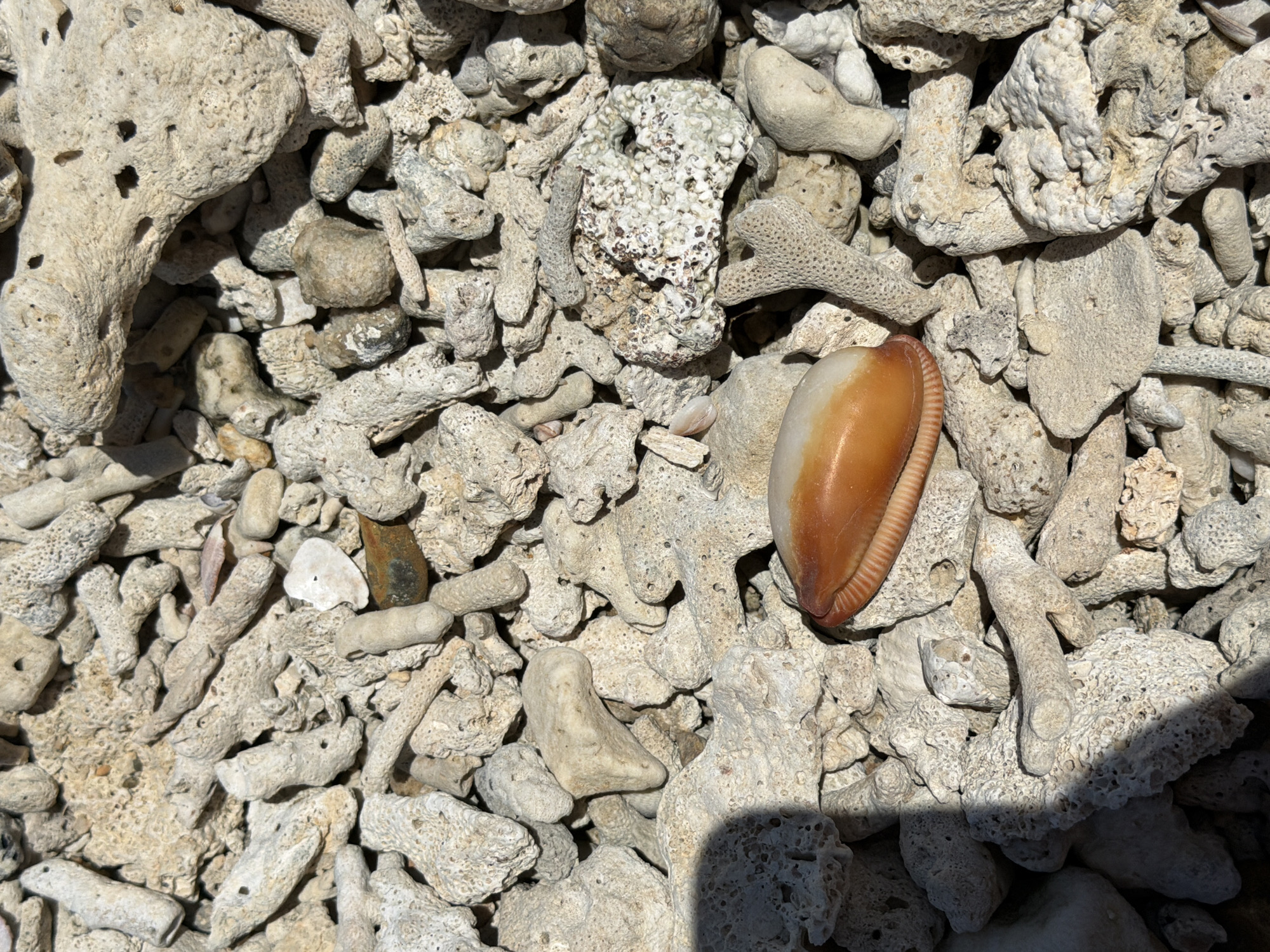 The image is a close-up, overhead shot of a pile of sun-bleached coral fragments and a single, smooth, orange and white seashell resting on top. The coral is a light, sandy color, with many pieces showing porous textures and varied shapes. Some pieces are long and stick-like, while others are broader and more irregular. The seashell is positioned in the lower center of the frame, with its polished, orange side facing upwards and a textured, ribbed edge visible. The overall impression is one of a natural, beachy environment, likely found in an area like Bang Muang, Thailand, where such accumulations of coral and shells are common along the coastline. The lighting suggests it is daytime, with a distinct shadow cast from the upper left corner, partially obscuring some of the coral.