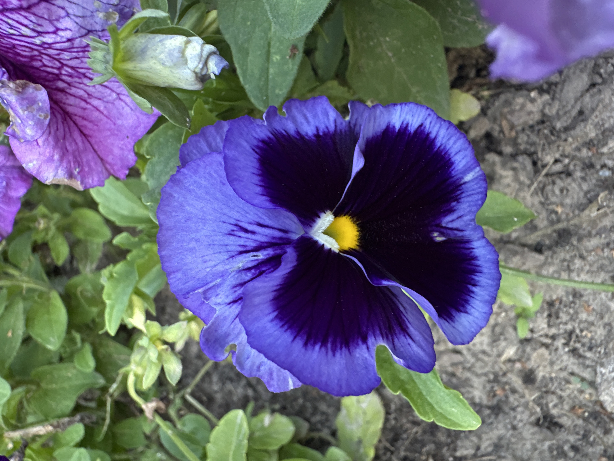 A close-up, high-angle shot captures a vibrant purple pansy flower in full bloom. The flower's petals are a deep, velvety purple in the center, transitioning to a bright, iridescent blue towards the edges. A small, bright yellow stamen is visible in the heart of the flower. The flower is surrounded by green foliage and dark soil. In the background, another purple flower, slightly out of focus, and a dried, light-colored flower bud are visible. The overall lighting suggests an outdoor setting, possibly a garden or park. The location is not specified within the image.
