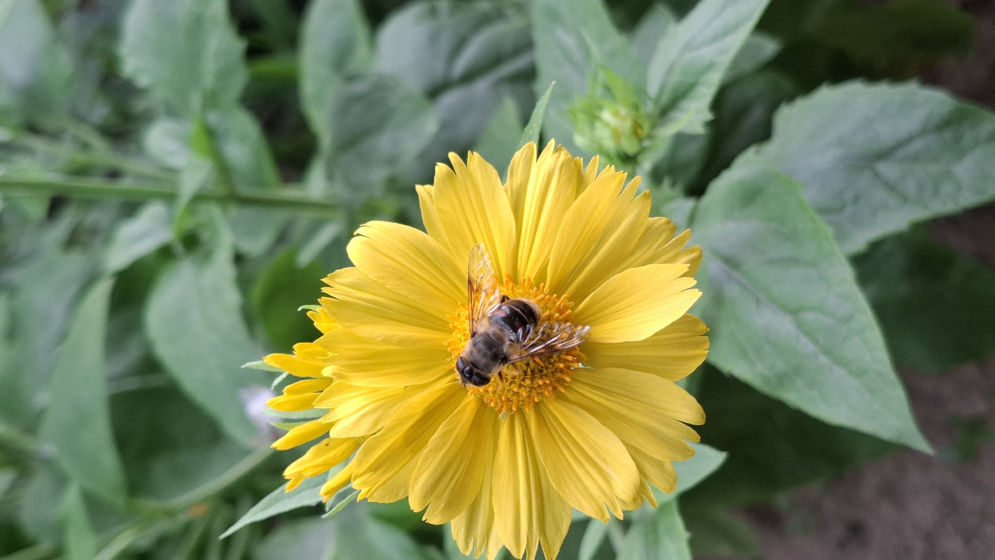 A close-up, eye-level, vertical shot showcases a bee actively foraging on a vibrant yellow flower. The bee, with its striped abdomen and translucent wings, is positioned centrally on the flower's disk, its legs touching the orange center. The yellow petals are layered and extend outwards, some slightly curled. The background is a soft blur of green leaves, suggesting a natural outdoor setting, possibly a garden or park. The image is sharpest on the bee and the flower, with the surrounding foliage out of focus. The lighting appears natural and diffused, casting no harsh shadows. This scene likely depicts an everyday occurrence in the city of Шұбарсу, Kazakhstan, where such interactions between pollinators and flora are common in green spaces.