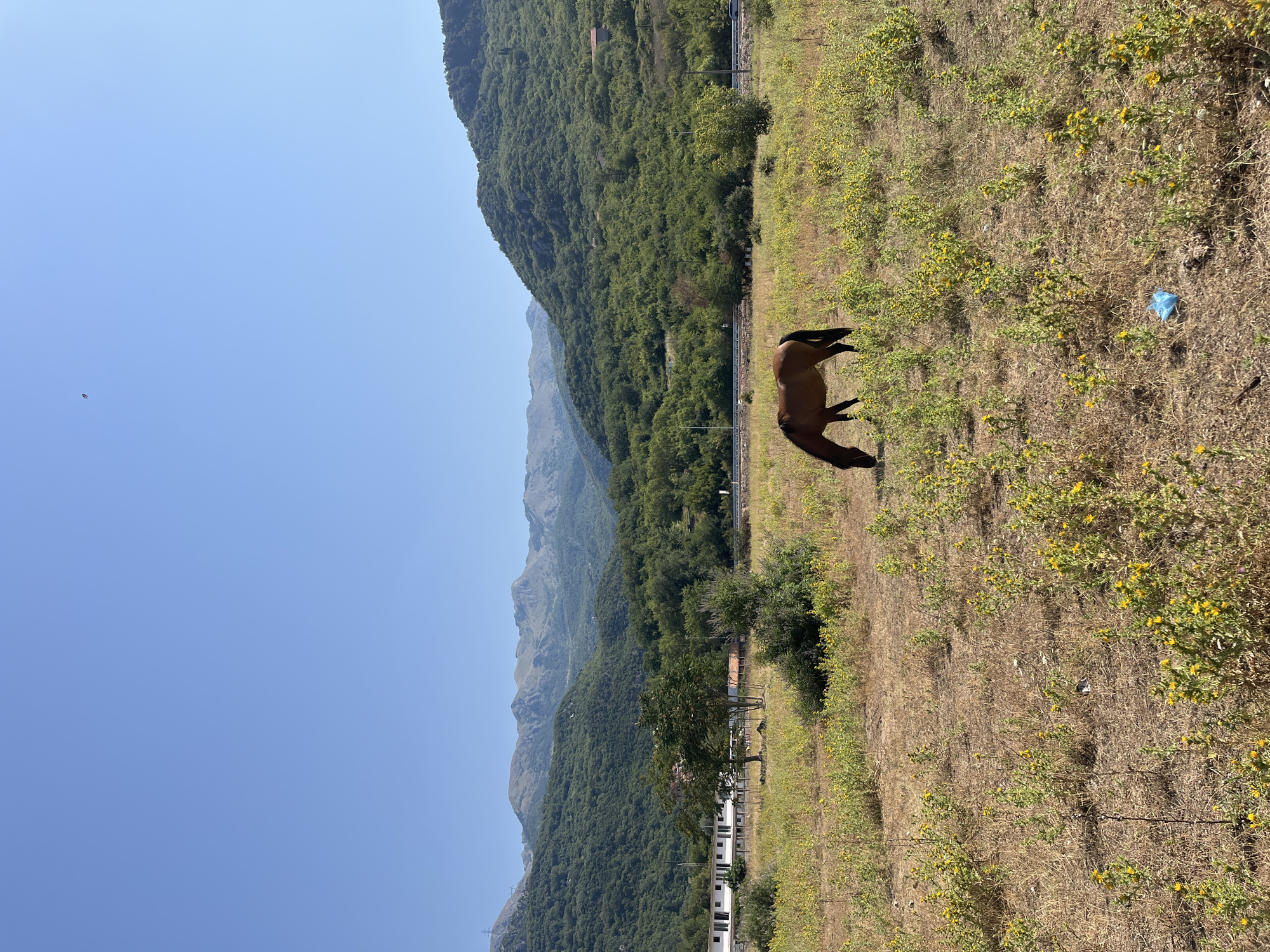 An open field with dry, brown grass and scattered yellow wildflowers is in the foreground. A solitary brown horse is grazing in the middle of the field. Behind the field, a dense, green forest covers the slopes of rolling hills. In the distance, jagged, gray mountains rise against a clear blue sky. To the left of the field, there are some low-rise buildings with white facades and red roofs, along with a few trees. A blue plastic bag lies on the ground in the foreground. The scene appears to be in a rural area.