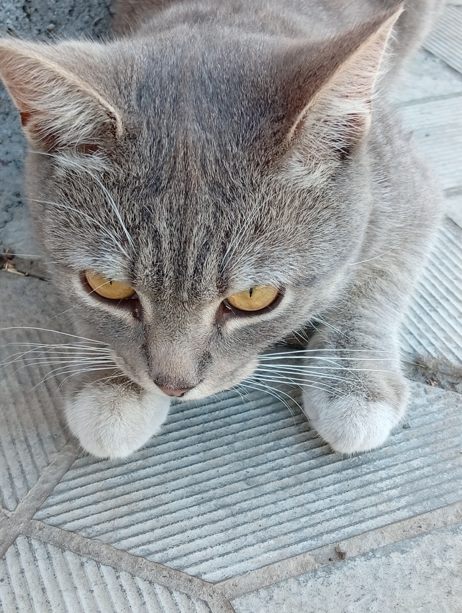 A close-up, overhead shot shows a gray tabby cat lying down on a textured gray tiled surface. The cat's head is tilted downwards, and its bright yellow eyes are focused on something below the frame. Its ears are perked up, and white whiskers extend outwards from its nose and muzzle. The cat's front paws are visible, resting on the tiles. The tiled surface is made of rectangular tiles with a ribbed texture, arranged in a grid pattern. The lighting is bright, casting soft shadows. There are no people or other animals visible in the image. The location is not specified as being in a city.