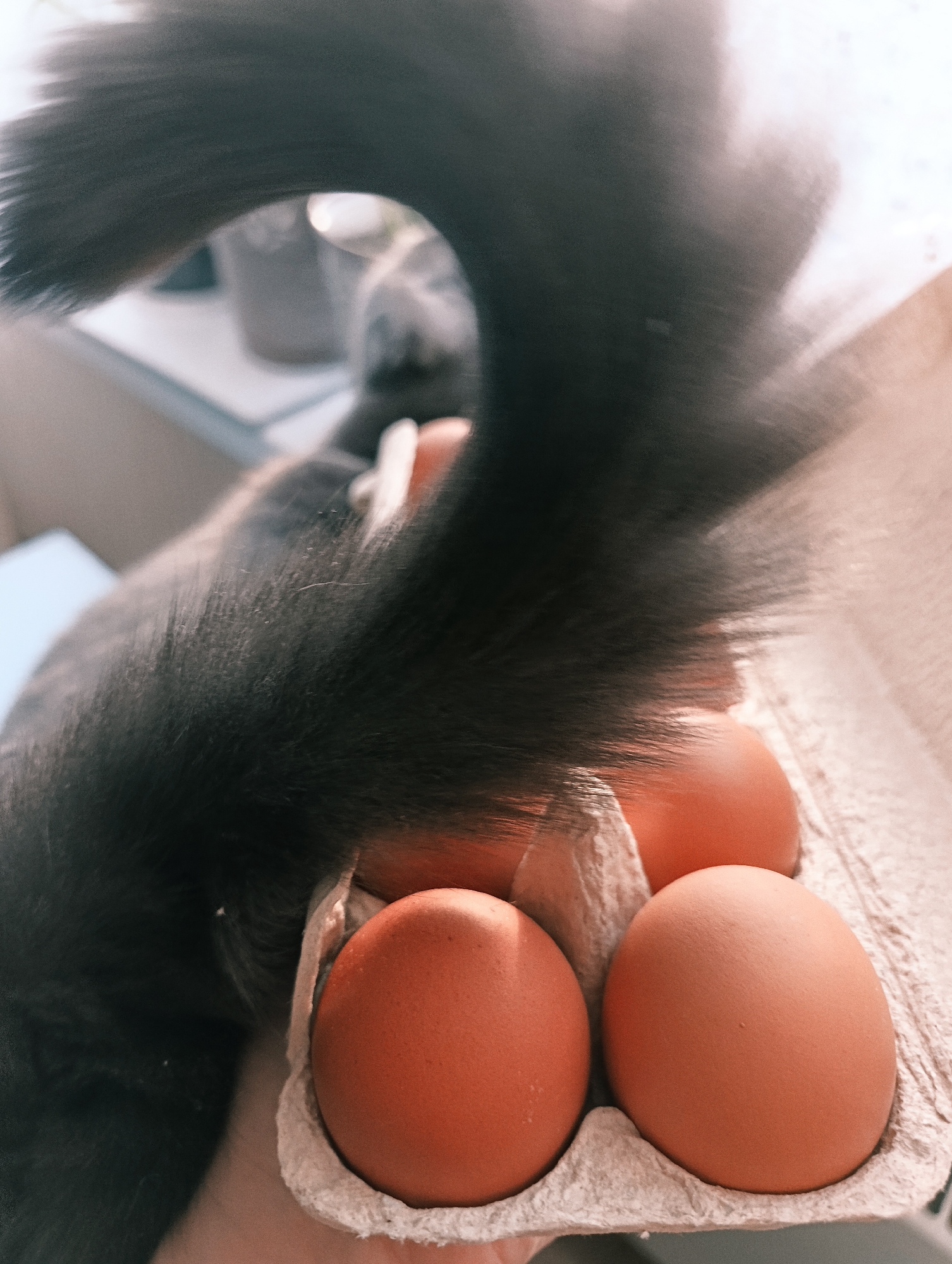 A close-up, candid shot captures a domestic scene in what is presumed to be Saratov, Russia. The primary subject is a fluffy, dark grey or black cat, whose curled tail dominates the upper and central parts of the frame, sweeping from the left foreground to the right. Part of the cat's back is also visible on the left, indicating it is facing away from the camera.
In the lower right portion of the image, a person's hand is seen holding an open, beige cardboard egg carton. Four brown-shelled eggs are neatly nestled within the carton, appearing to be the main focus alongside the cat. The scene is brightly lit by soft, natural light, likely originating from a window, creating gentle highlights on the cat's fur and the smooth surfaces of the eggs. The background is softly blurred, suggesting an indoor setting with indistinct objects. The image conveys a casual, everyday moment, possibly featuring the cat's playful interference or simple presence during a common household task. No discernible text is visible on any of the objects. The bright illumination indicates it is daytime.