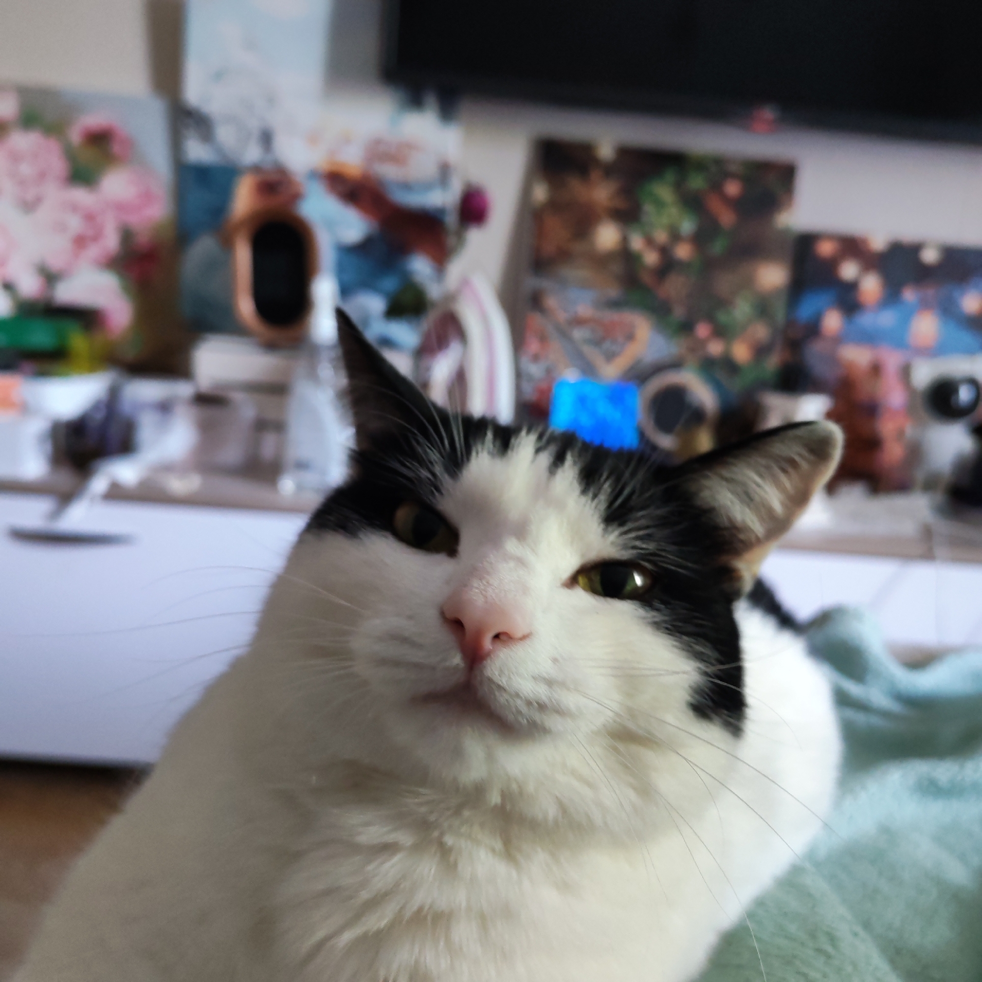 A close-up shot features a black and white cat looking directly at the camera. The cat has a pink nose, green-yellow eyes, and numerous whiskers. It is positioned slightly off-center to the left. The background is blurred and shows a shelf with several objects including a watch, paintings, and other miscellaneous items. The location is Chaikovsky, Russia.