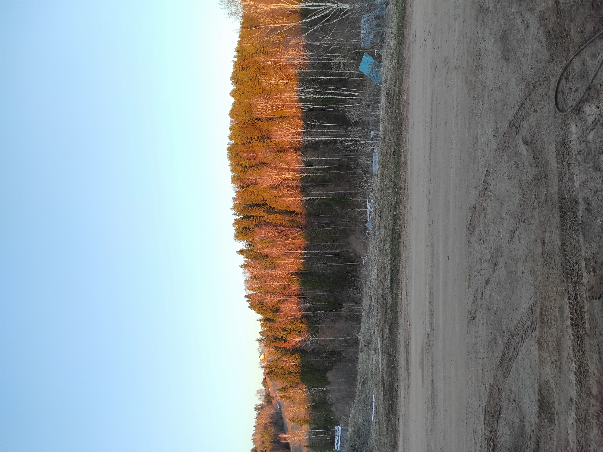 The image depicts a rural scene in Ольховка, Russia. On the left, the sky is a pale blue. Adjacent to the sky is a dense forest with trees displaying golden-orange leaves, potentially indicating the season is autumn or early winter. Many trees have lost their foliage, revealing bare branches. The ground is covered with a dirt road exhibiting tire tracks. A length of coiled cable lies on the ground along the right side of the road. In the background, a glimpse of a blue tarp is visible among the trees. The image has been rotated 90 degrees counter-clockwise.