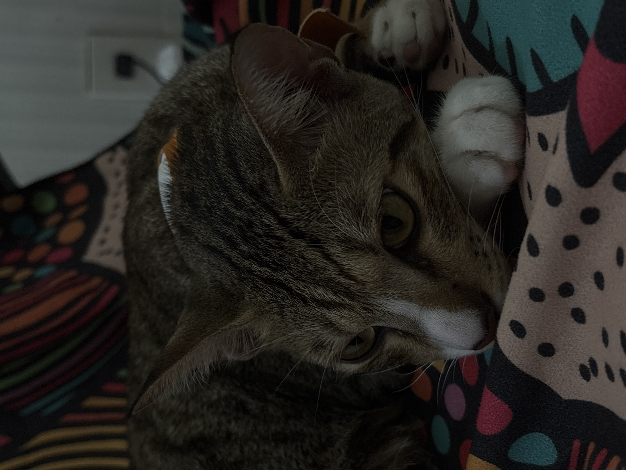 A tabby cat with white markings on its face and paws is lying down on a colorful, patterned surface. The cat's head is resting on its paws, and its eyes are partially closed. The background is out of focus, but appears to be a wall with an electrical outlet. The scene is dimly lit. The location is not specified in the image.