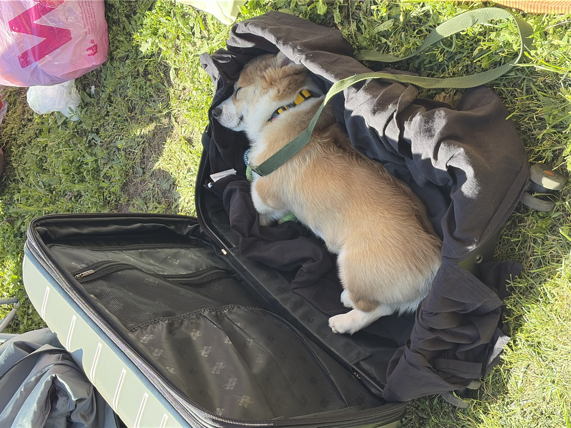 A corgi puppy sleeps inside an open, gray suitcase, which is positioned on a patch of green grass. The suitcase is partially filled with a black cloth, upon which the puppy rests. A green strap is visible around the puppy's neck. In the background, a pink plastic bag and other outdoor elements are visible, suggesting an outdoor setting. The location is identified as Bogorodsk, Russia.