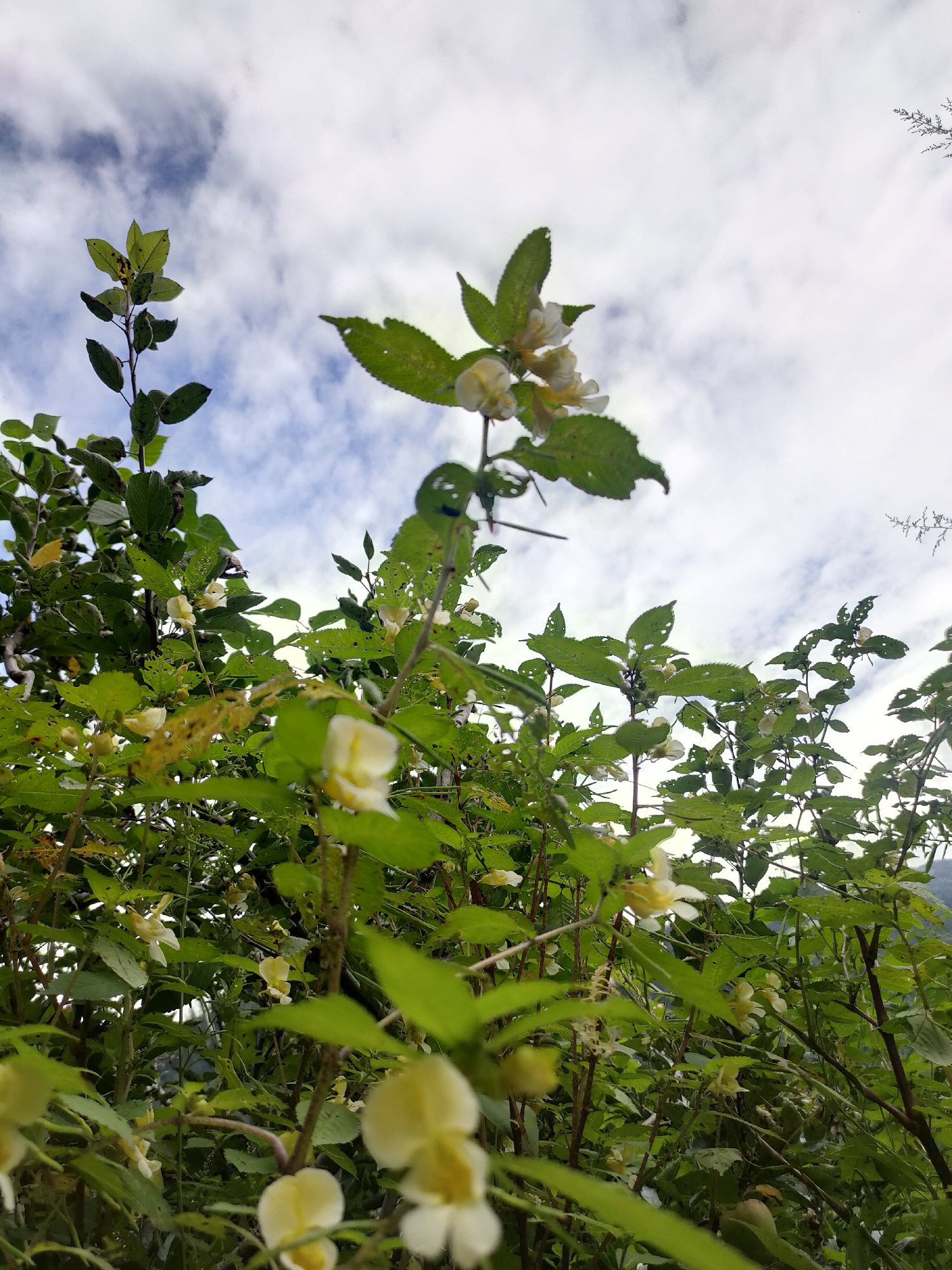 The image shows a close-up view of a plant with green leaves and small, pale yellow flowers, set against a cloudy sky. The plant is lush and overgrown, with many branches and leaves filling the frame. The flowers are delicate and bell-shaped, with some appearing to be in bloom while others are still buds. The leaves are varied in size and shape, with some showing signs of damage, such as holes and torn edges. The sky is partly cloudy, with white clouds scattered across a blue background. The overall impression is one of natural beauty and untamed growth. The image does not contain any people, actions, or interactions. The location in Burwa, India, is not discernible from the visual elements present in the photograph.