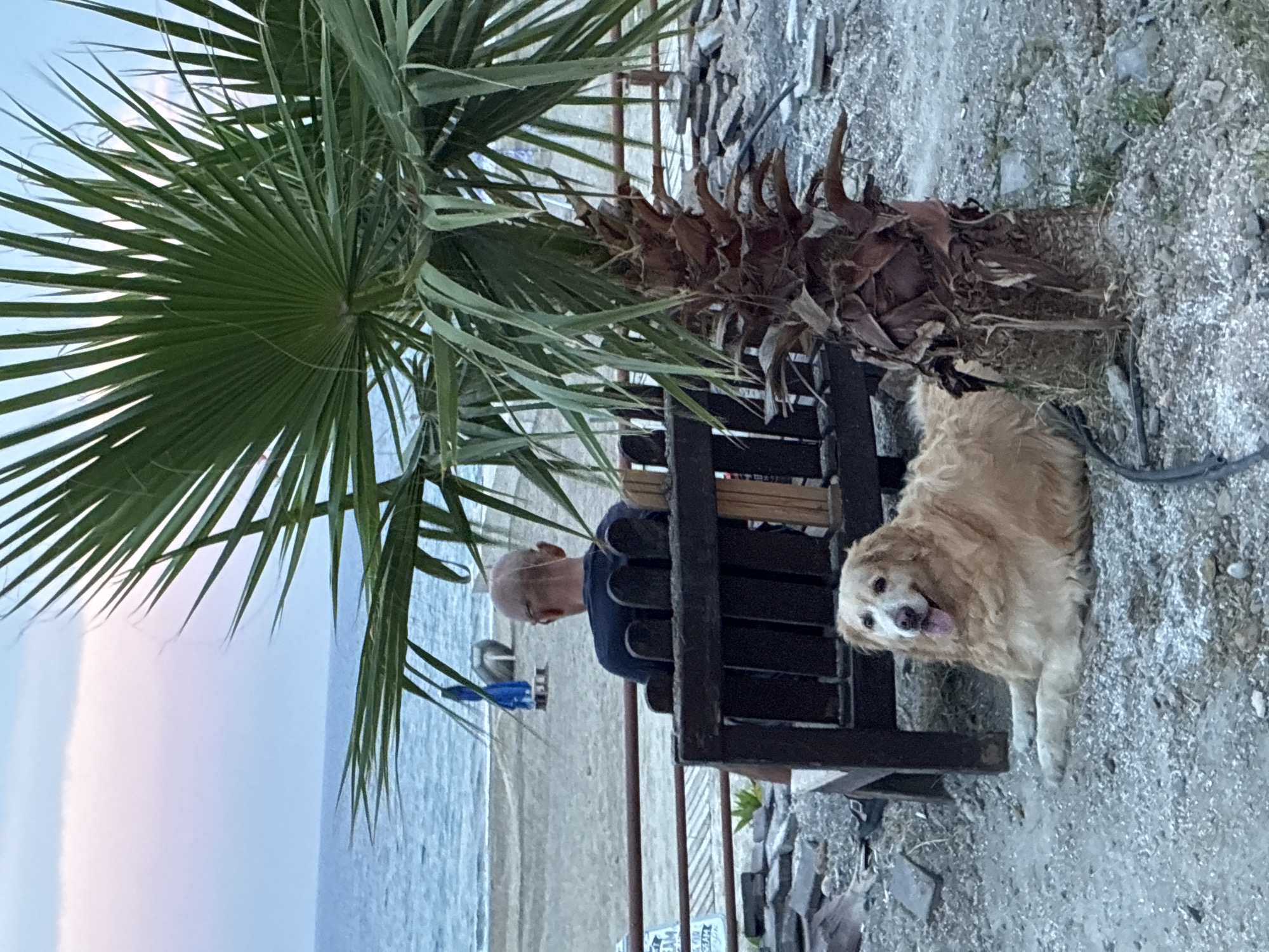 A man with a shaved head, wearing a dark t-shirt, sits on a wooden bench facing away from the camera. Beside the bench, a fluffy golden retriever lies down, looking at the camera with its tongue out. A palm tree stands between the dog and the man, partially obscuring the man. The scene is set at a beach with the ocean in the background. The sky is a mix of pale pink and blue, indicating either sunrise or sunset. The ground is covered with gravel and some scattered debris. The overall atmosphere appears to be relaxed and peaceful, possibly a beachside cafe or rest area in Alanya, Turkey.