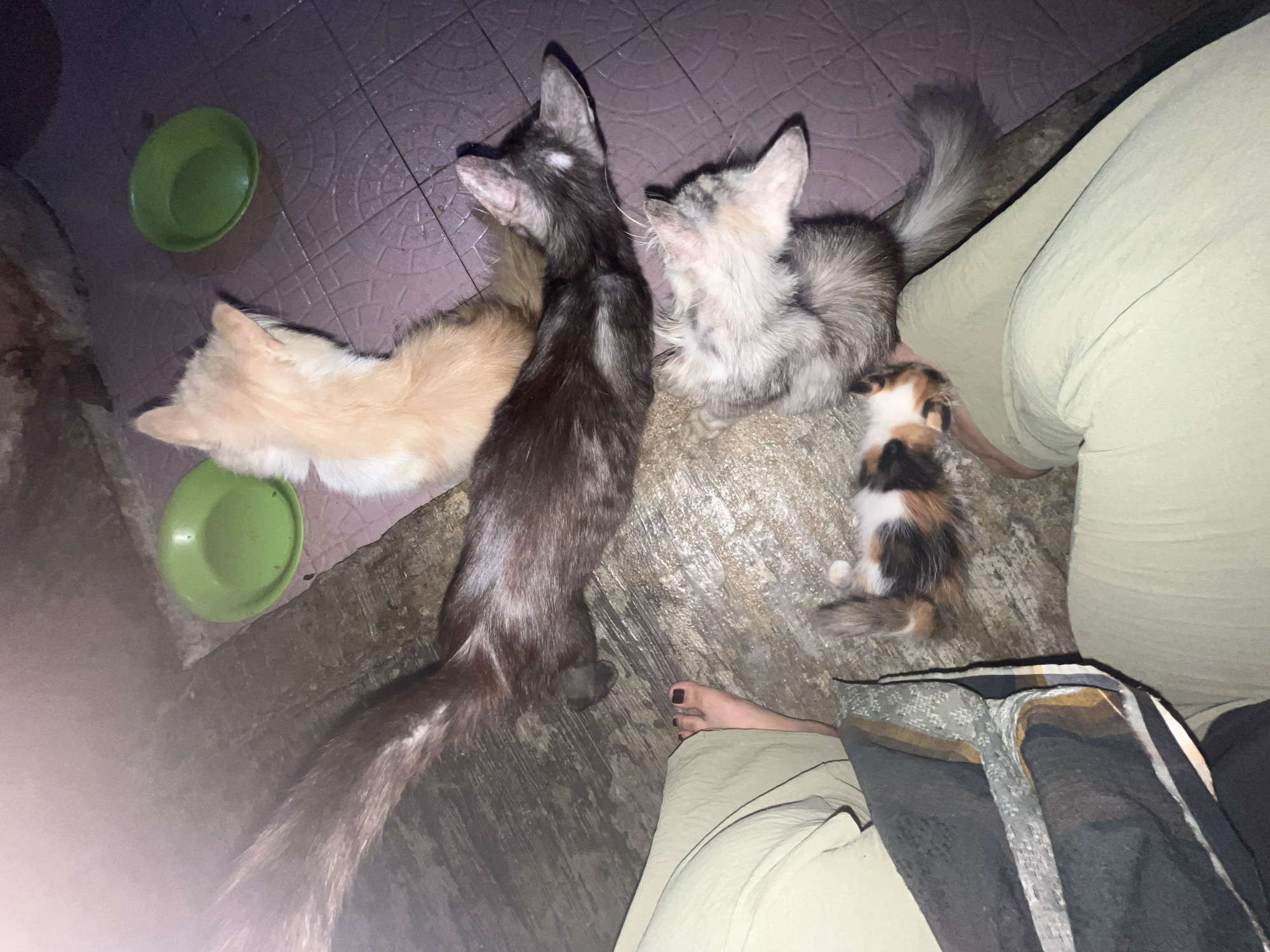 In Bumi Mulyo, Indonesia, four cats are gathered near two green bowls on a tiled floor. A large, dark-furred cat with a long, bushy tail is in the foreground, lying stretched out. To its right, a smaller, fluffy gray and white cat is also lying down. Behind these two, a fluffy ginger-colored cat is sitting, facing away from the camera, and next to it, a smaller calico cat is lying on its back. The scene appears to be indoors, with a rough concrete floor meeting the tiled area. Parts of two people's legs are visible in the lower half of the image, suggesting they are near the cats. The lighting is dim, with a bright light source causing a glare in the upper left corner.