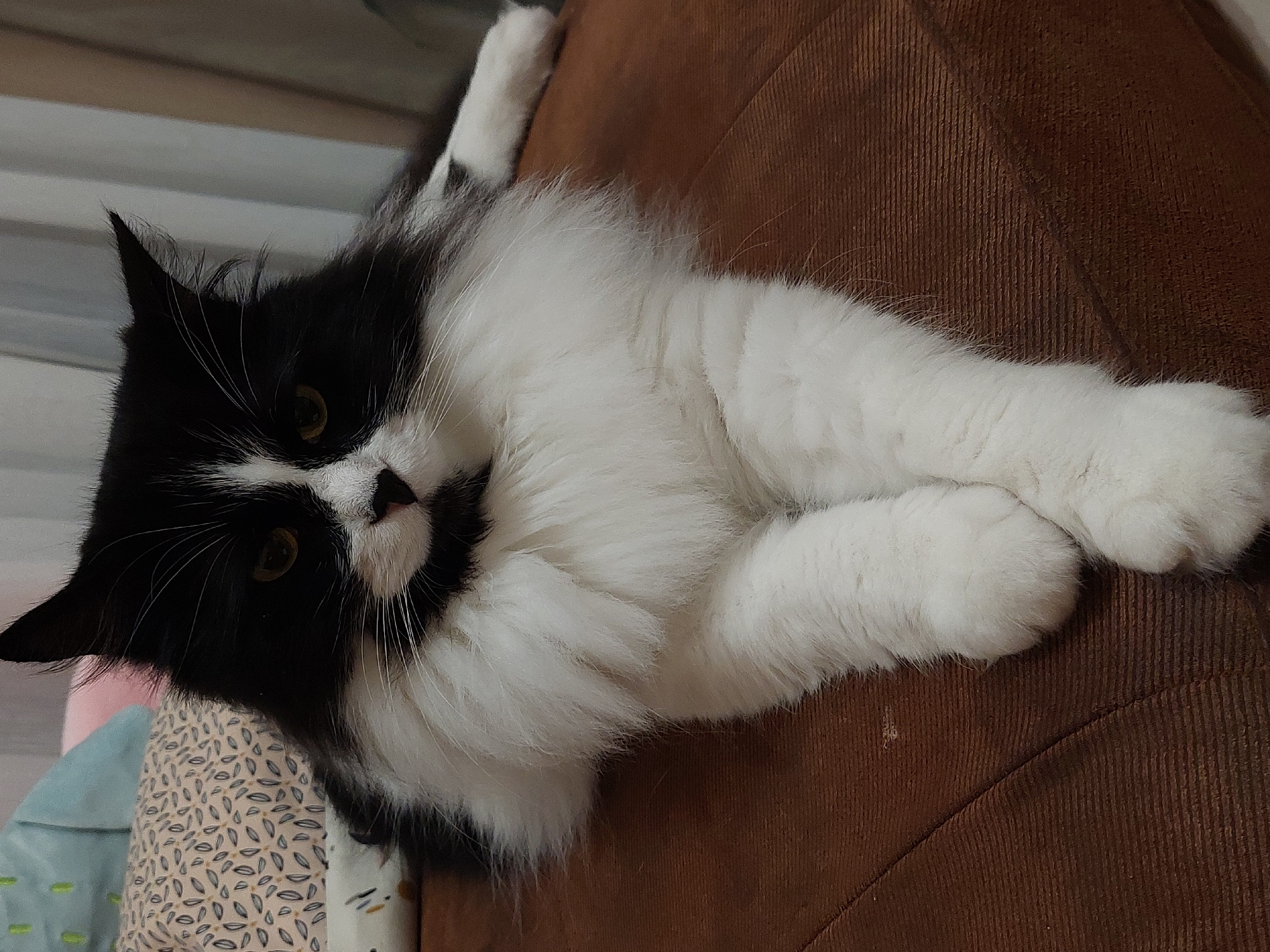 A black and white long-haired cat is lying on a brown textured surface. The cat has a fluffy white ruff around its neck and chest, and its front paws are crossed. Its eyes are yellow and it is looking directly at the camera. The background is blurred but appears to be indoors, with soft furnishings visible. There is no identifiable location in Plovdiv, Bulgaria.