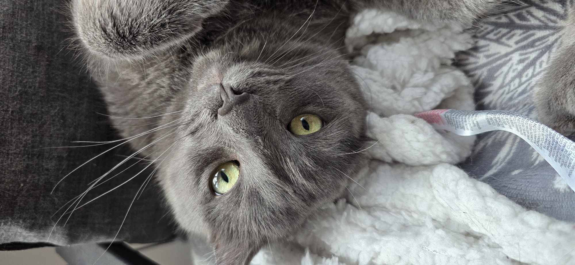 A close-up shot focuses on the face of a gray cat lying on its back on a white, fluffy blanket. The cat's head is tilted, revealing bright green eyes with black pupils. Its whiskers are long and white, fanning out from its nose. A small pink and white tag is visible on the blanket near the cat's face. The background is a dark, textured surface, possibly a chair or cushion. The scene does not contain any elements that would indicate a location in Vratsa, Bulgaria.