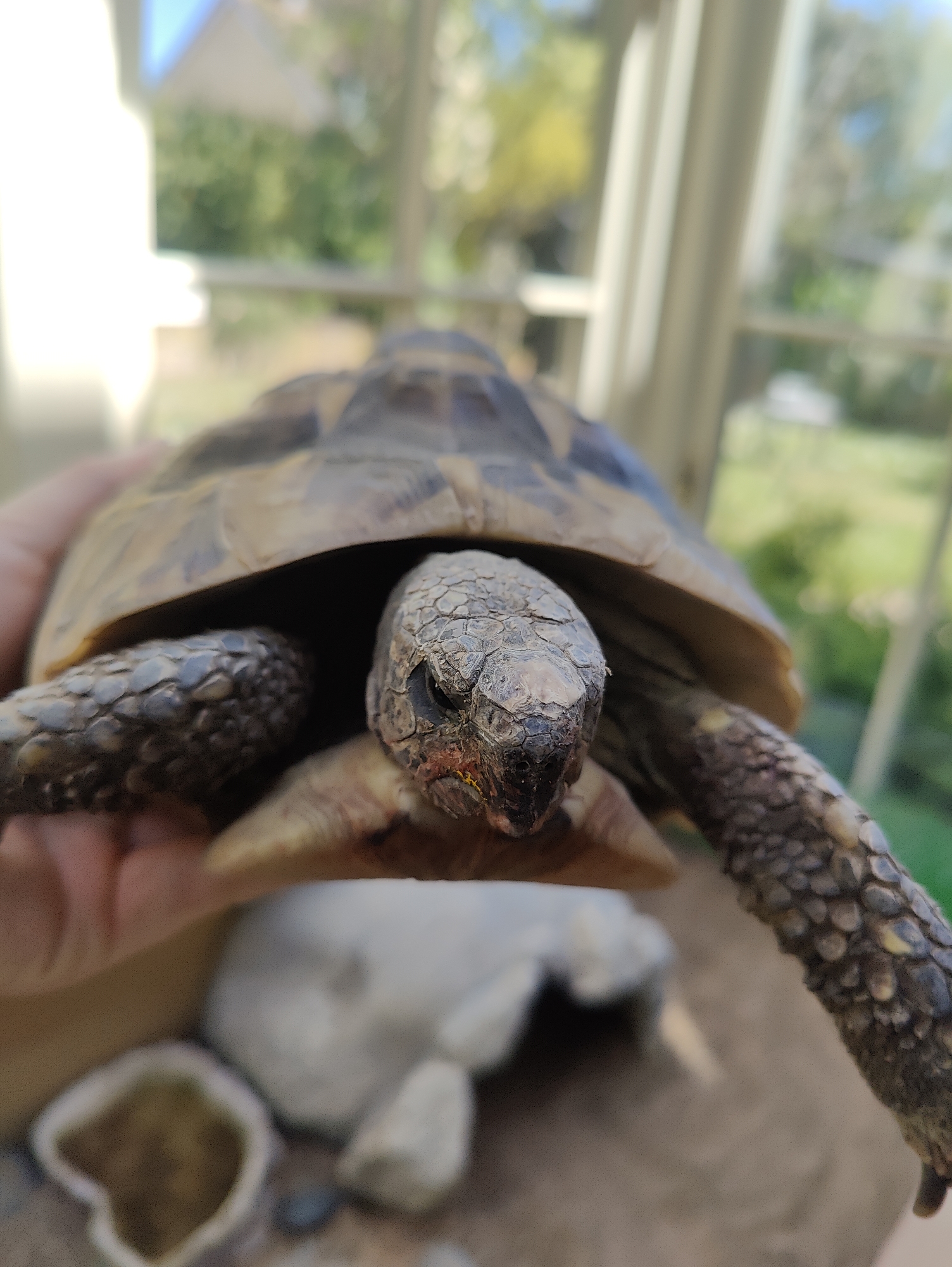 A close-up, eye-level photograph captures a small tortoise being held in a human hand. The tortoise is the central subject, its head and front limbs extended forward, facing slightly downwards. Its scaly head is a mottled grey and brown, with a distinct reddish-yellow mark visible on its snout/beak area. The tortoise's shell (carapace) displays shades of brown and tan with darker markings. Its front legs are also visible, covered in textured, scaly skin.
The human hand holding the tortoise is partially visible on the left side, supporting the animal from underneath. The background is softly blurred, indicating a shallow depth of field. Through a window or glass partition, bright natural daylight illuminates the scene. Blurred green foliage is visible outside, along with parts of a white window frame or structure. Inside, below the tortoise, further blurry shapes suggest elements of a tortoise enclosure, including what appears to be a small, light-colored bowl or hide and another brown bowl containing some material, possibly food or water, alongside small pebbles.
The image suggests a calm, domestic interaction, likely indoors or in a sunlit conservatory in East Suffolk, United Kingdom, during daytime under sunny weather conditions. There is no visible text.