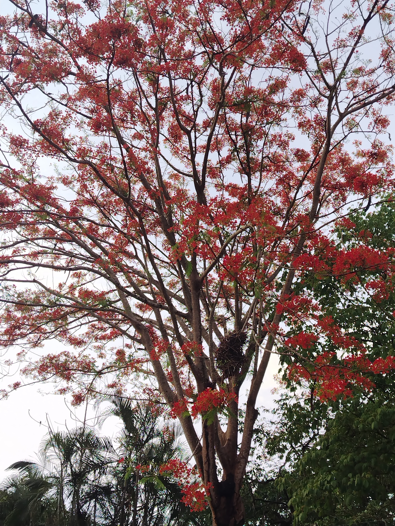 The image depicts a large tree with bare branches covered in vibrant red flowers. The tree is centrally located in the frame, towering over surrounding vegetation. To the right of the tree are green leafy trees, providing a contrast to the red blooms. At the bottom of the frame, there are dark green palm trees. The sky is visible through the branches, appearing light gray. A bird's nest is visible in the tree. It is unknown if the picture was taken in Los Leoncitos, Venezuela.