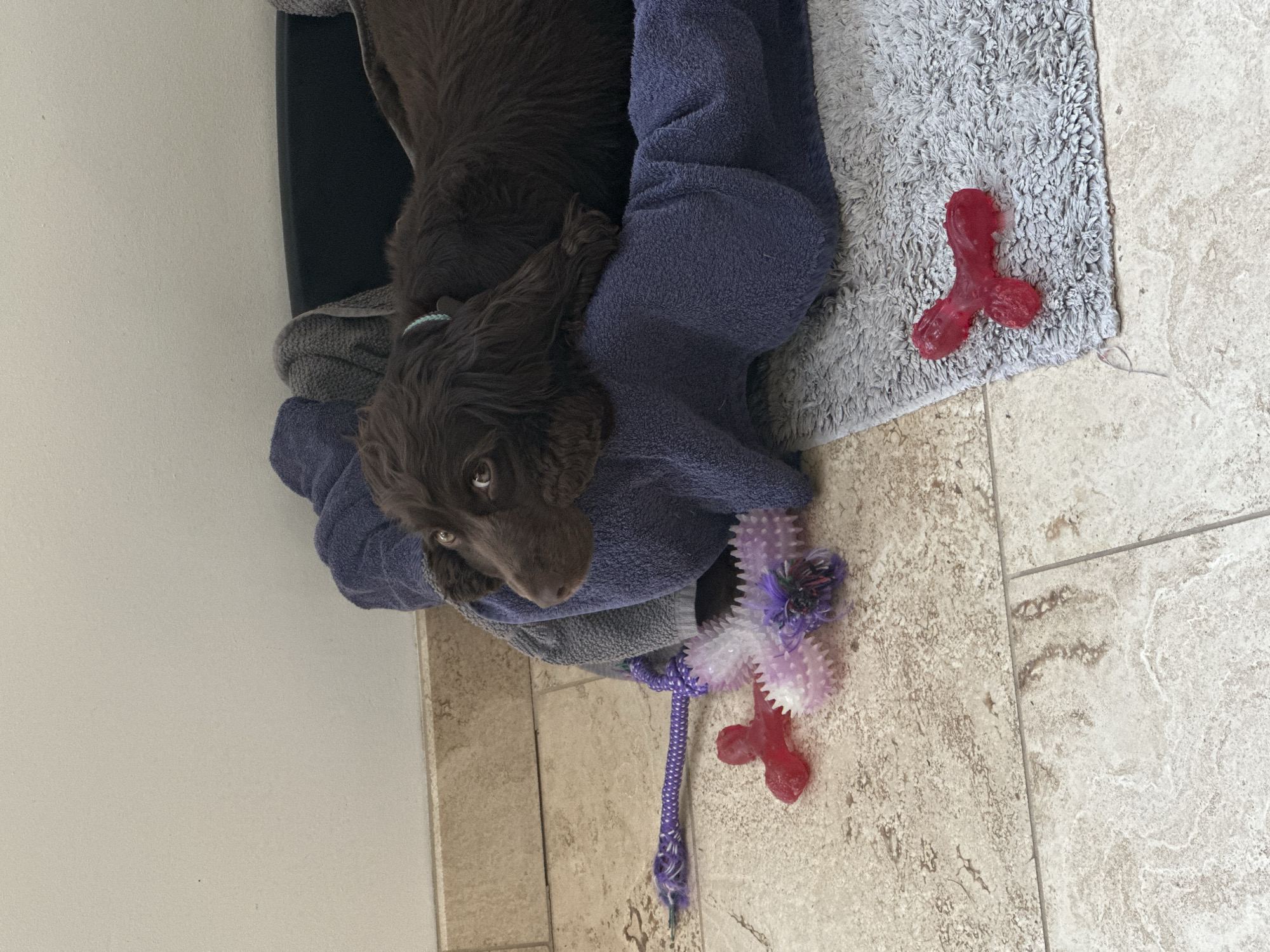 A dark brown dog with wavy fur and prominent dark eyes is resting in a dark-colored pet bed, partially covered by a dark blue towel and a grey towel, in an indoor setting located in Wealden, United Kingdom. A light blue collar is visible on the dog's neck. The dog's head is turned to the left, gazing horizontally out of frame. On the light-colored, mottled tiled floor adjacent to the pet bed, there are three dog toys: a purple braided rope toy extending left from the bed, a white and purple spiky chew toy positioned next to the rope, and a solid red bone-shaped chew toy lying on a grey shaggy mat to the right of the pet bed. The floor tiles display natural variations in light brown and beige tones. A plain, light-colored wall forms the background.