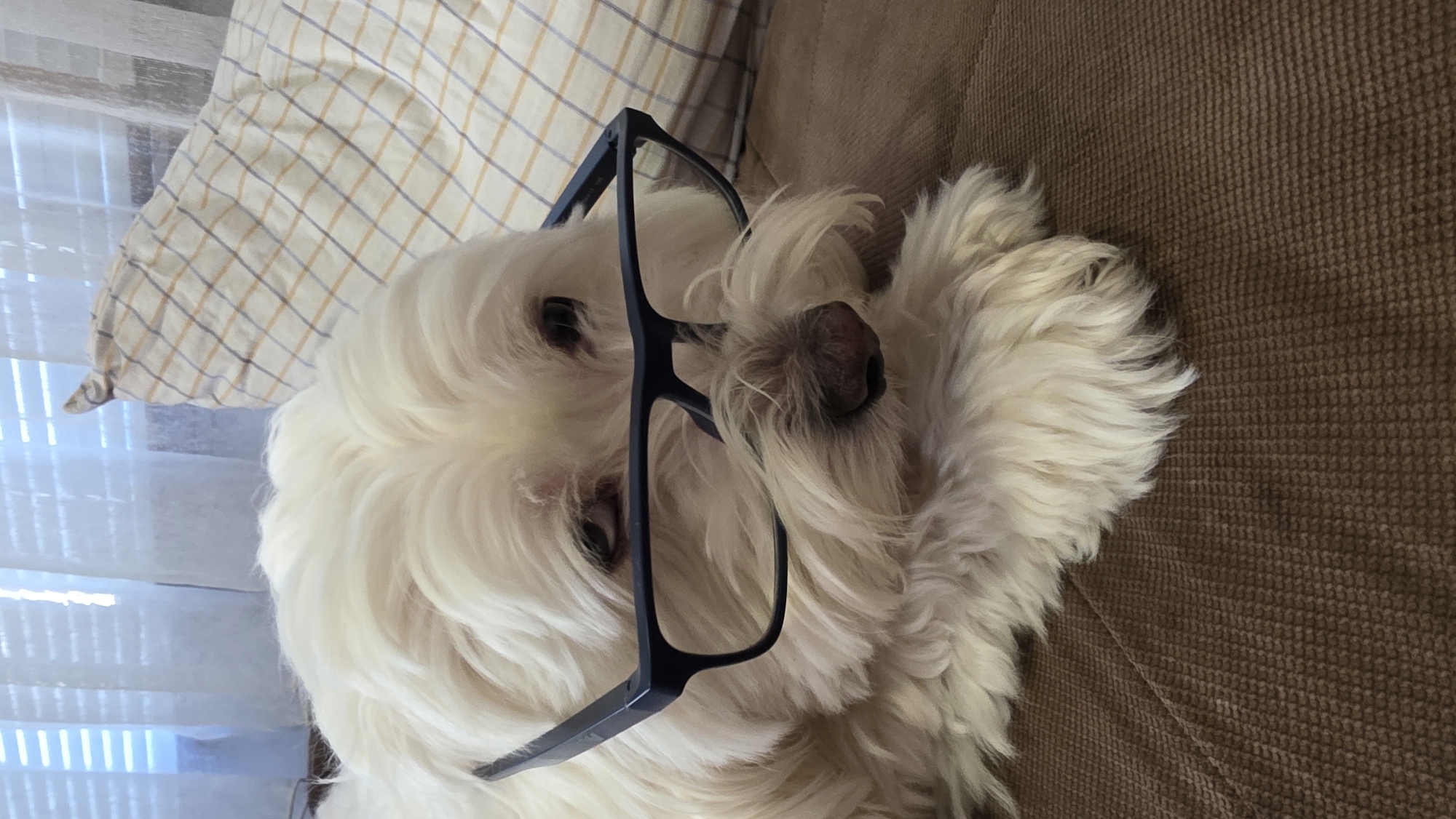 A white dog with black-framed glasses is lying on a brown couch. The dog is lying on its side, with its head resting on a checkered pillow. A window with a sheer curtain is visible in the background. I am unable to determine the location in the city of Blagoevgrad, Bulgaria from this image.