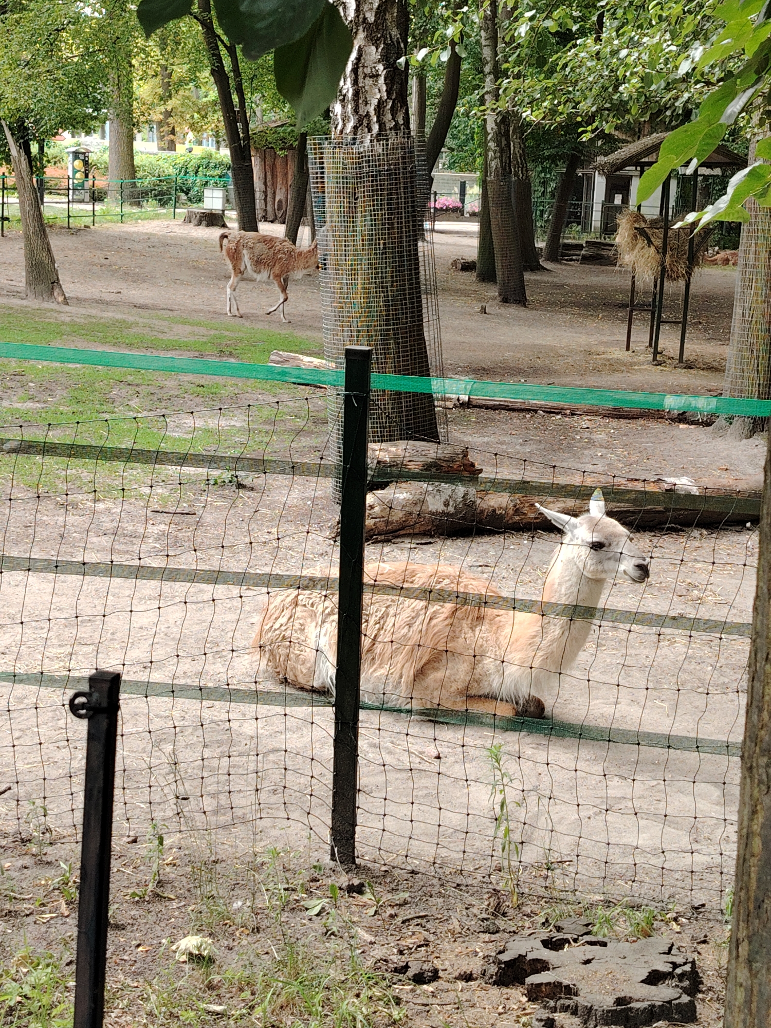 The image depicts an outdoor enclosure at a zoo, likely in Łódź, Poland. The main subjects are two South American camelids: a guanaco standing and looking to the left in the background, and a llama lying down in the foreground. The llama, with its distinctive shaggy, light brown and white fleece, is the most prominent subject, its head turned to the right, showing its alert expression and pointed ears. Both animals are in a sandy enclosure, with patches of dry grass and dirt.
The enclosure is bordered by a dark metal fence with a green netting material along the top. Trees with green foliage are visible in the background, some with rough, textured bark, suggesting they are mature. A light-colored building or structure with a thatched roof is present in the middle ground, behind the guanaco, along with some hay bales on a metal stand. The ground is mostly dry dirt with some scattered vegetation. The lighting suggests it is daytime, possibly overcast or with dappled sunlight filtering through the trees. The overall setting appears to be a zoo or wildlife park designed to mimic a natural habitat for the animals. No text is visible in the image.