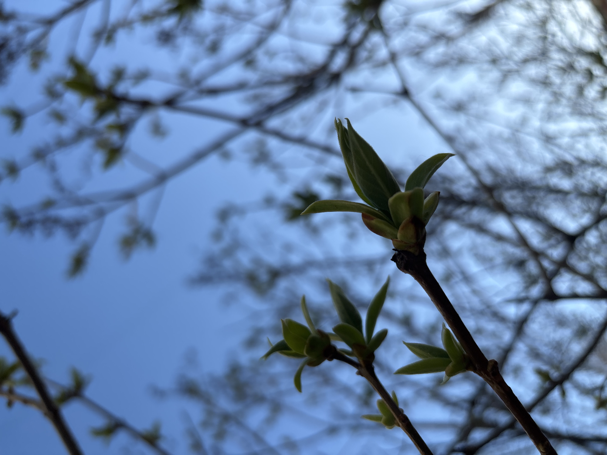 A low-angle shot of tree branches against a blue sky, likely in early spring. The focus is on a twig with newly sprouted, small green leaves. Background branches are blurred. No people are visible. The location is unknown but the request suggests Chaikovsky, Russia.