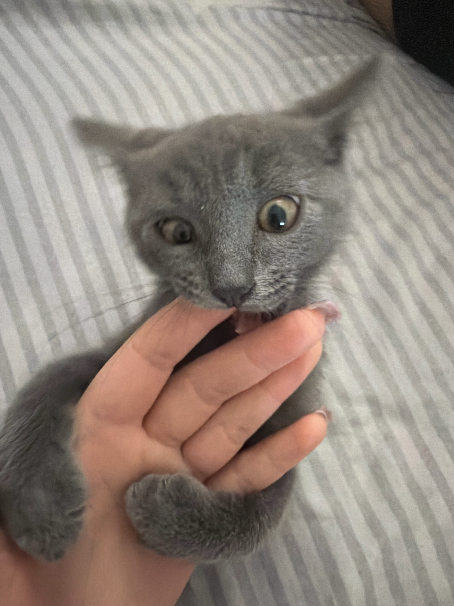 A close-up, eye-level shot captures a small, grey kitten playfully biting a human finger. The kitten's eyes are wide open, with dilated pupils, suggesting a playful or startled expression. Its ears are perked up, and its body is mostly visible, with its paws gently gripping the finger. The background consists of a grey and white striped surface, likely a bedsheet or blanket. The lighting is soft and appears to be natural, creating a slightly grainy texture in the image. No specific location in Satbayev, Kazakhstan is identifiable from the visual information presented.