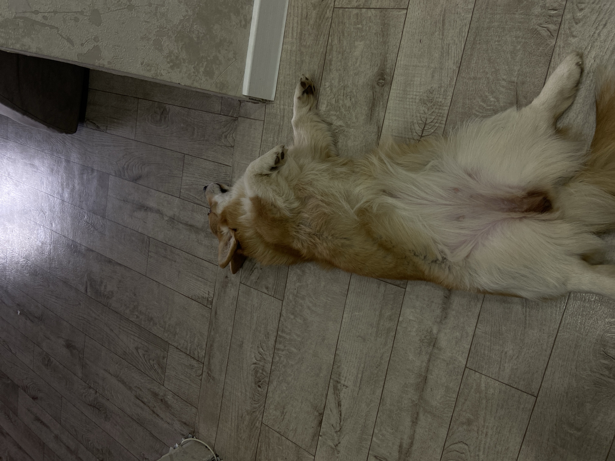 The image displays an indoor scene in Chaikovsky, Russia, featuring a light-furred dog, likely a Golden Retriever or similar breed, deeply relaxed or asleep on its back. The dog's belly is exposed, and its legs are splayed outwards, indicating a state of comfort.
The setting is a room with a light gray wooden laminate floor, composed of rectangular planks. A bright, elongated reflection from a light source is visible on the upper left section of the floor. Adjacent to the floor, a light-colored, textured wall with a white baseboard is present. In the background, partially obscured by the wall, a dark, possibly fabric item or shadow can be seen. The overall impression is one of tranquility and domestic comfort. There is no visible text in the image.