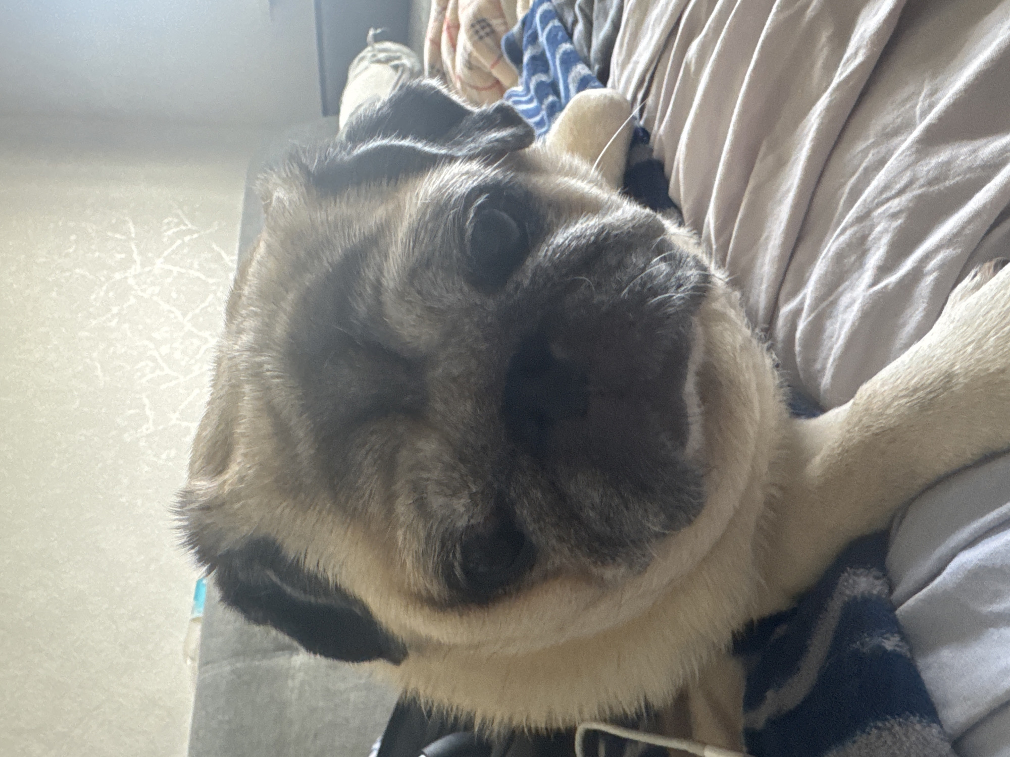 A fawn-colored pug with black markings on its face and ears is lying on a bed. The pug's face is in the foreground, and its eyes are partially closed. The pug is positioned on its side, with its head resting on the bed. The background shows a gray headboard and a wall with a textured pattern. The bed is covered with blankets and sheets in various colors, including beige, white, and blue. The lighting in the image suggests it was taken indoors during the daytime.