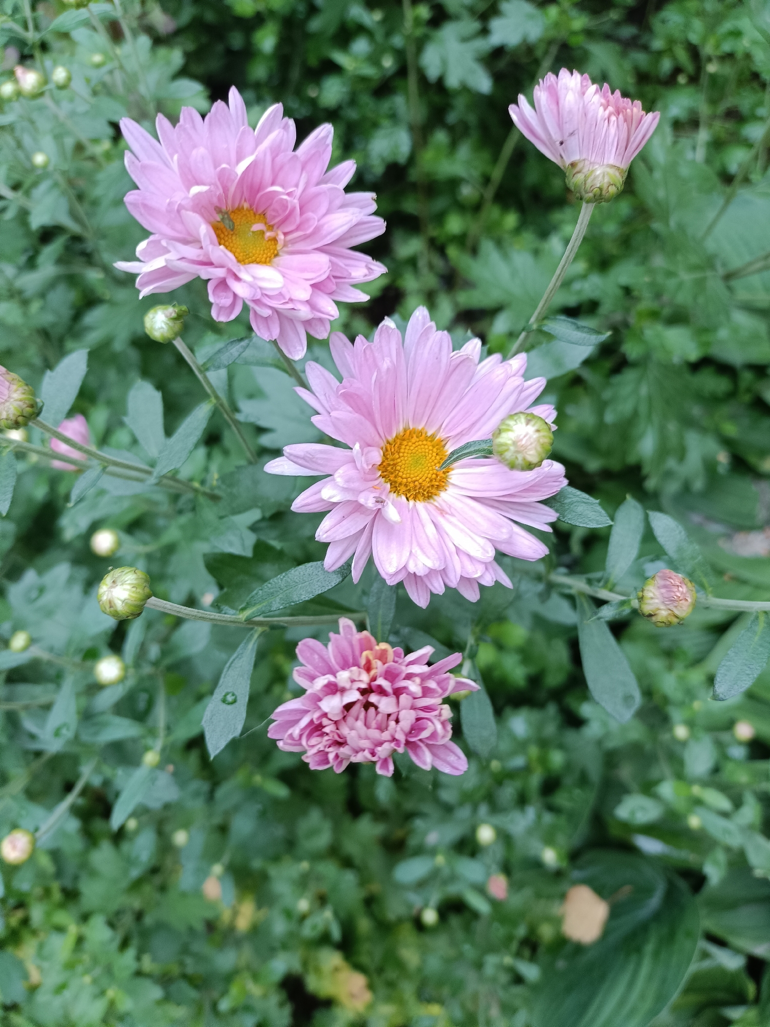 A close-up, outdoor, eye-level shot captures a cluster of light pink chrysanthemums in a garden. Three fully bloomed flowers are visible, with delicate, thin petals radiating from a bright yellow center. The flowers are interspersed with several unopened buds, appearing as small green spheres with hints of pink. The background is a soft blur of dark green foliage, suggesting a natural, overgrown setting. Water droplets are visible on some of the leaves and petals, indicating recent rain. A small, light green insect is perched on the center of the largest chrysanthemum. The image is focused on the flowers and their immediate surroundings, with no human presence or city structures evident, making it impossible to determine its location in Yaroslavl, Russia.