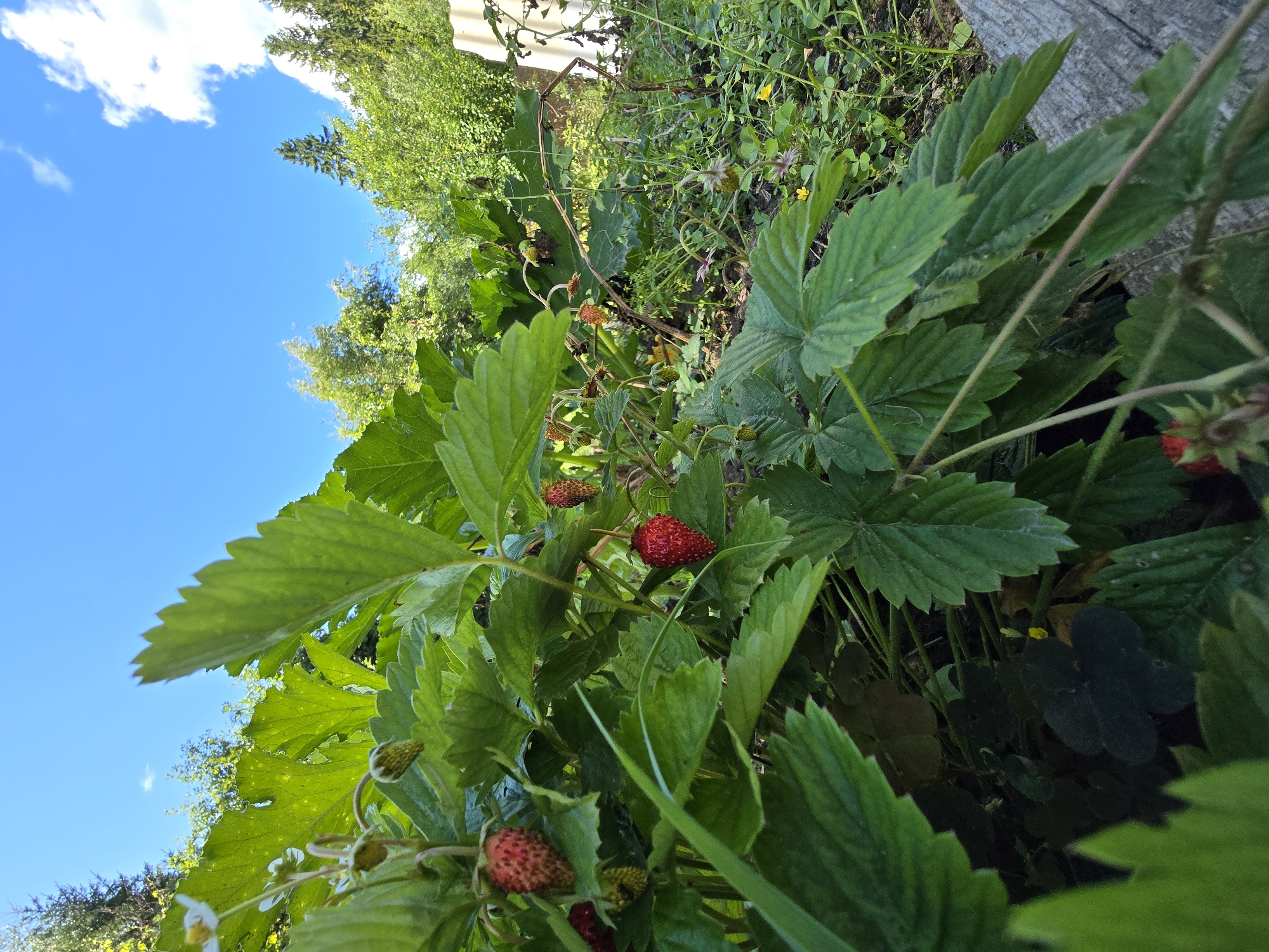 The image shows a close-up view of a strawberry plant with several ripe red strawberries and some unripe green ones. The plant is situated outdoors, with lush green leaves filling the foreground. In the background, there are trees and a bright blue sky with scattered white clouds. The scene appears to be in a garden or natural setting, possibly in Lobkovo, Russia, given the context. There are no people or animals visible in the image. The focus is on the strawberry plant and its fruit, suggesting a scene of natural bounty.