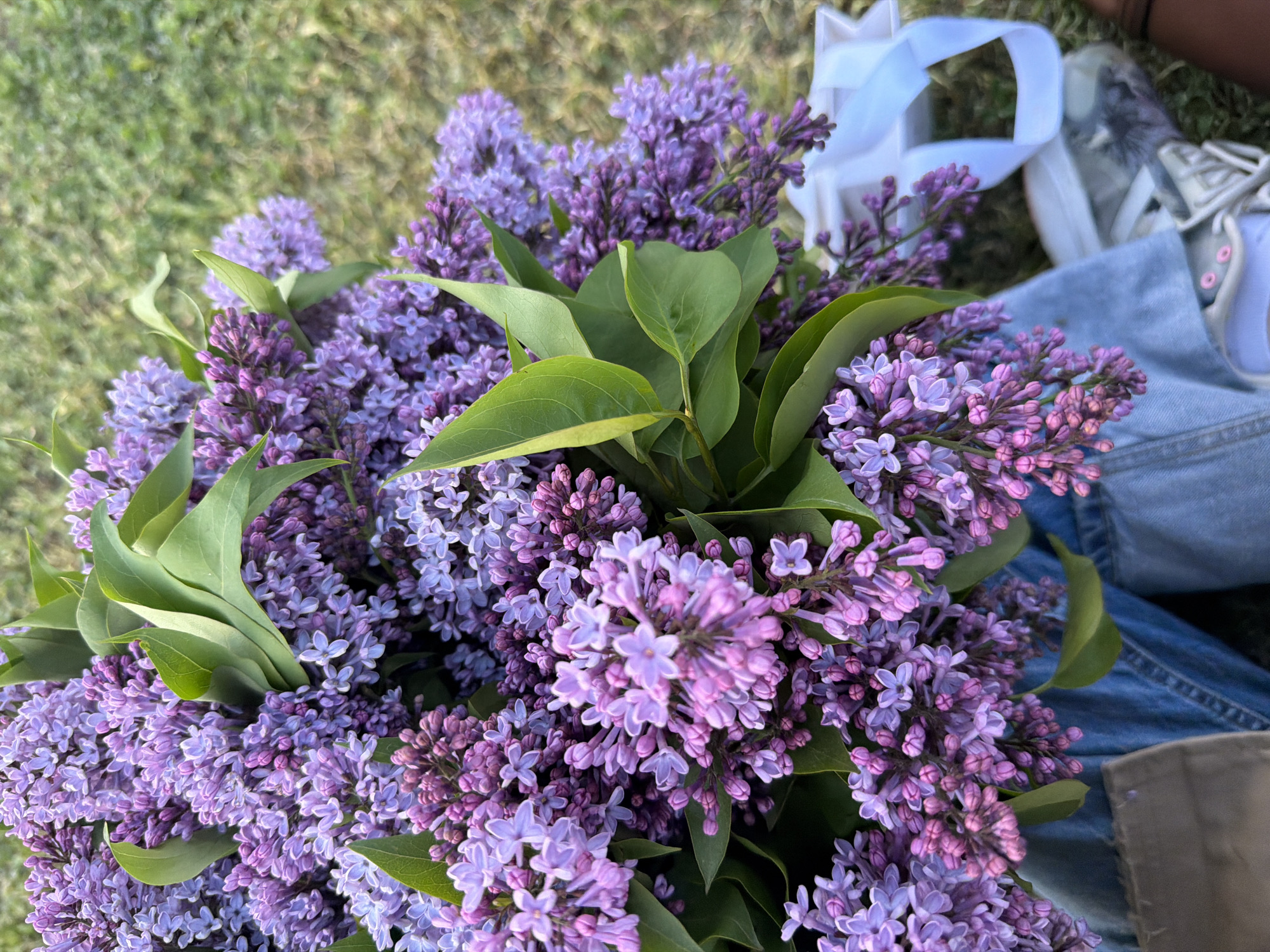 A close-up, high-angle shot shows a large bunch of purple lilacs held by a person wearing blue jeans. The lilacs are the focal point, filling much of the frame with their blooms and interspersed green leaves. In the upper right corner, a white fabric bag and a person's foot wearing a white sneaker are visible. The background is blurred green grass. No location details, including the city of Yerevan, Armenia, can be determined from the visual information provided.