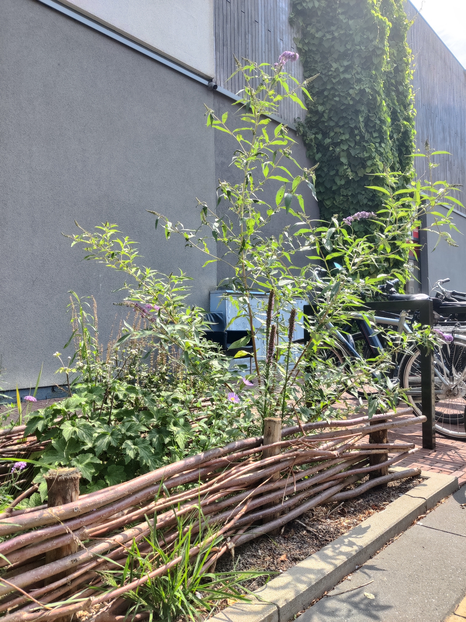 In Winterswijk, Netherlands, on a sunny day, a small garden plot is bordered by a rustic fence constructed from interwoven branches. Beyond the fence, lush green plants and flowering bushes are visible. In the background, a building with a grey textured wall stands adjacent to a wooden-paneled section. A tall vine plant covers a portion of the wooden wall. Two bicycles are parked behind the garden, partially obscured by the foliage. The scene captures a quiet urban green space.