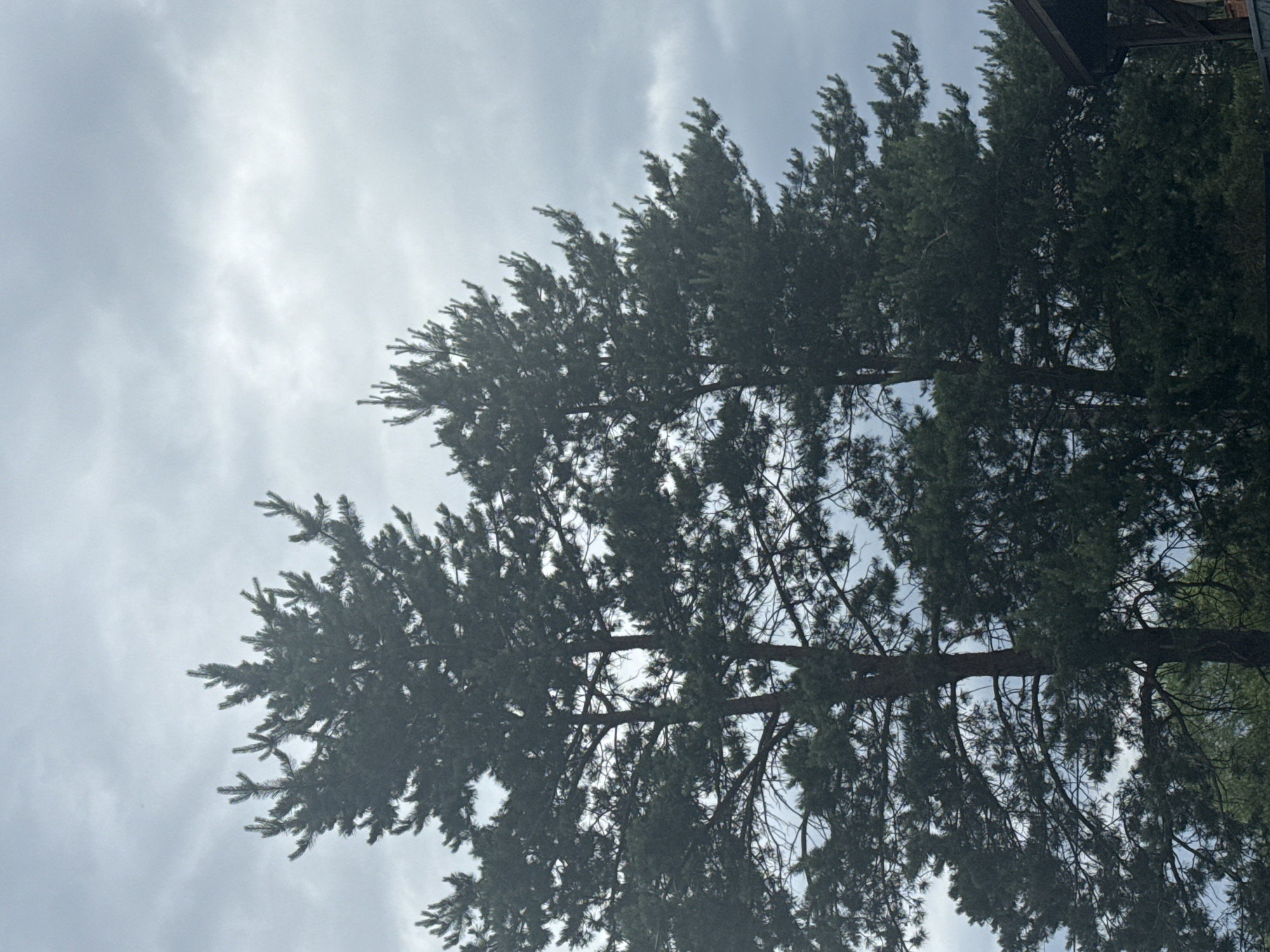 The media file displays an outdoor scene captured from a low-angle perspective, looking upwards into the canopy of a large conifer tree against a cloudy sky. The primary subject is a dense, dark green conifer tree, possibly a pine or spruce, with numerous branches and needles filling the right and bottom sections of the frame. The tree's foliage is thick, creating a deep texture, and some branches appear to extend and droop downwards.
The background is dominated by an overcast sky, characterized by soft, diffuse light and a palette of light gray and white clouds. There are no strong shadows, consistent with an overcast day. A small, dark, angular architectural element, potentially part of a roof or building, is visible in the upper right corner, partially obscured by the tree.
No people or discernible activities are present in the image. The time of day appears to be daytime, under cloudy weather conditions. There are no visible texts or specific location cues within the image itself, though the provided context indicates the location is Obukhivka, Ukraine. The image conveys a sense of natural tranquility, focusing on the tree's structure and the atmospheric sky.
