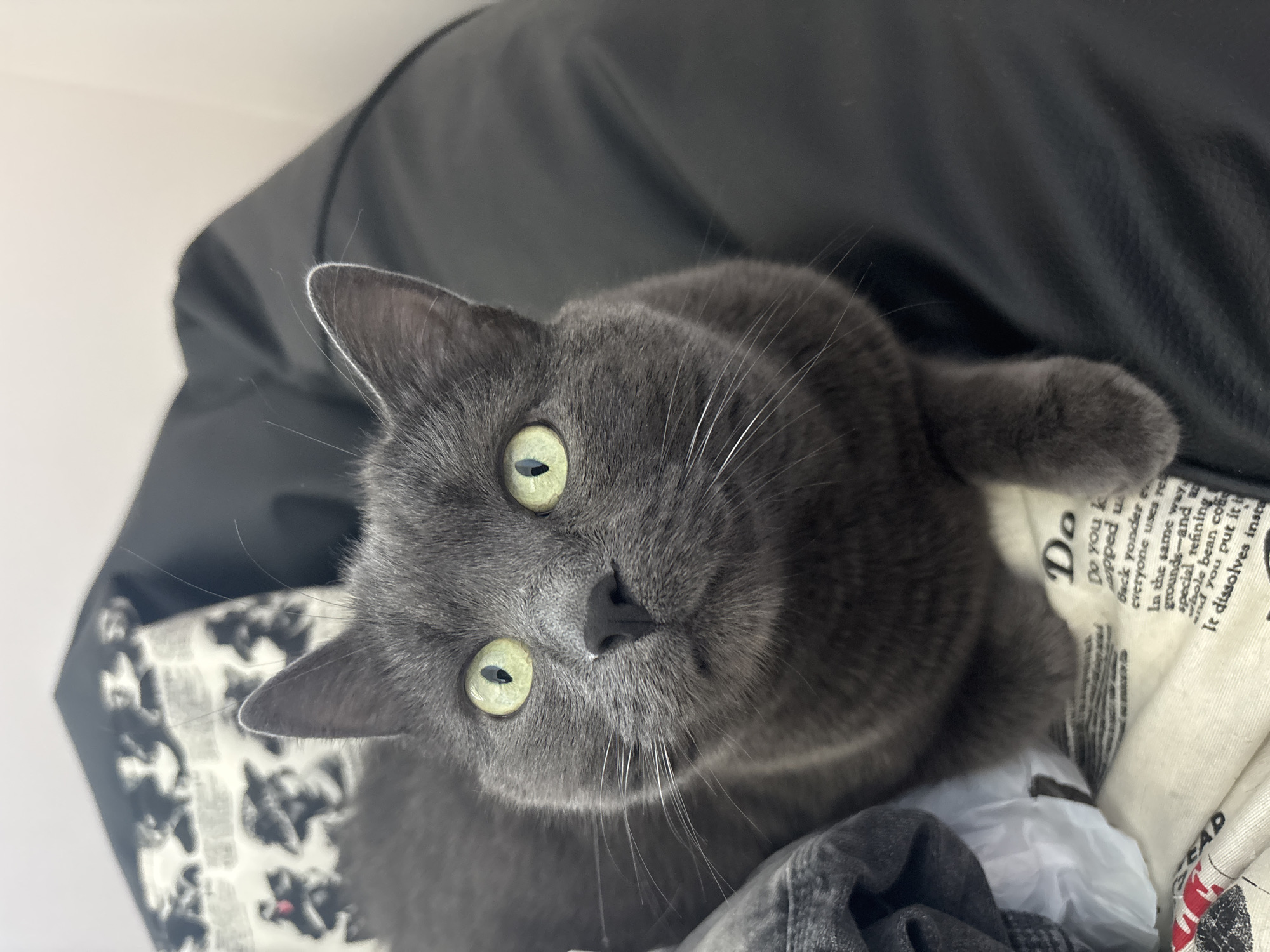A close-up shot features a gray cat with striking green eyes, its head angled towards the viewer. The cat is nestled amongst various fabrics, including a black textured surface, a white cloth with black text, and a dark gray garment. The background is blurred, obscuring details but suggesting an indoor setting. The lighting is bright, illuminating the cat's fur and facial features.